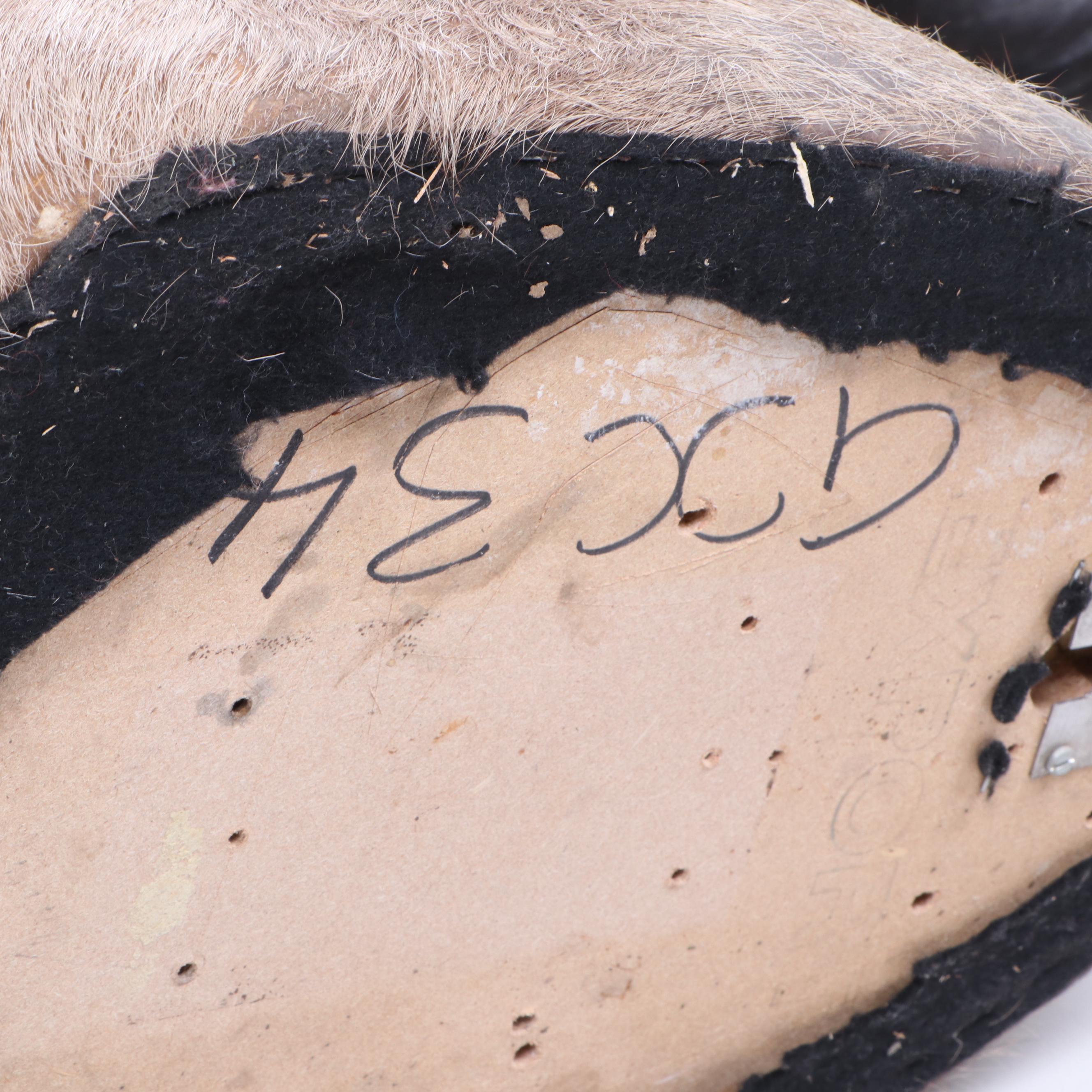 Greater Kudu Taxidermy Shoulder Mount