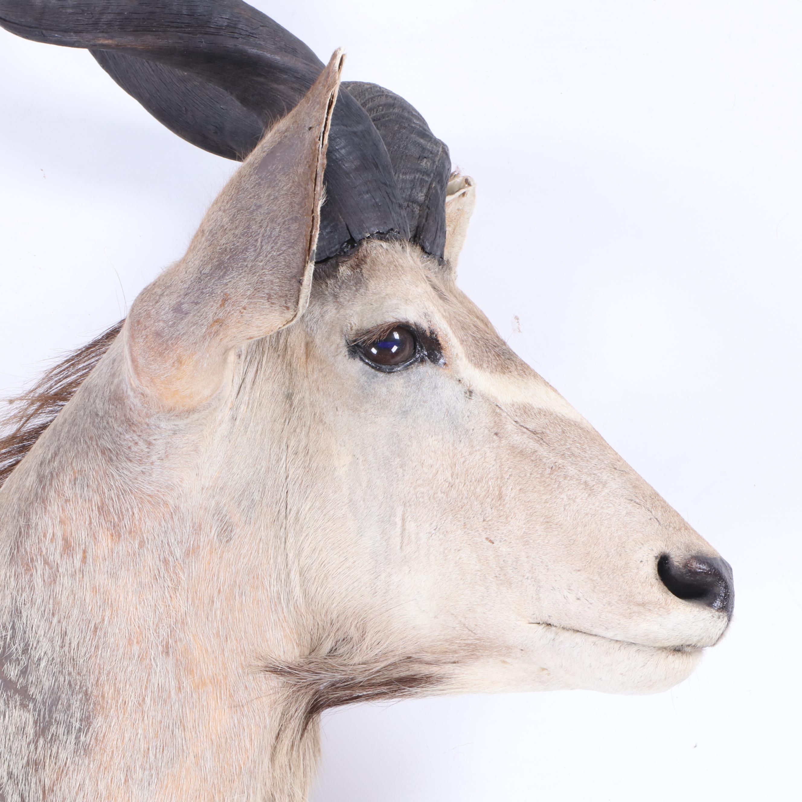 Greater Kudu Taxidermy Shoulder Mount