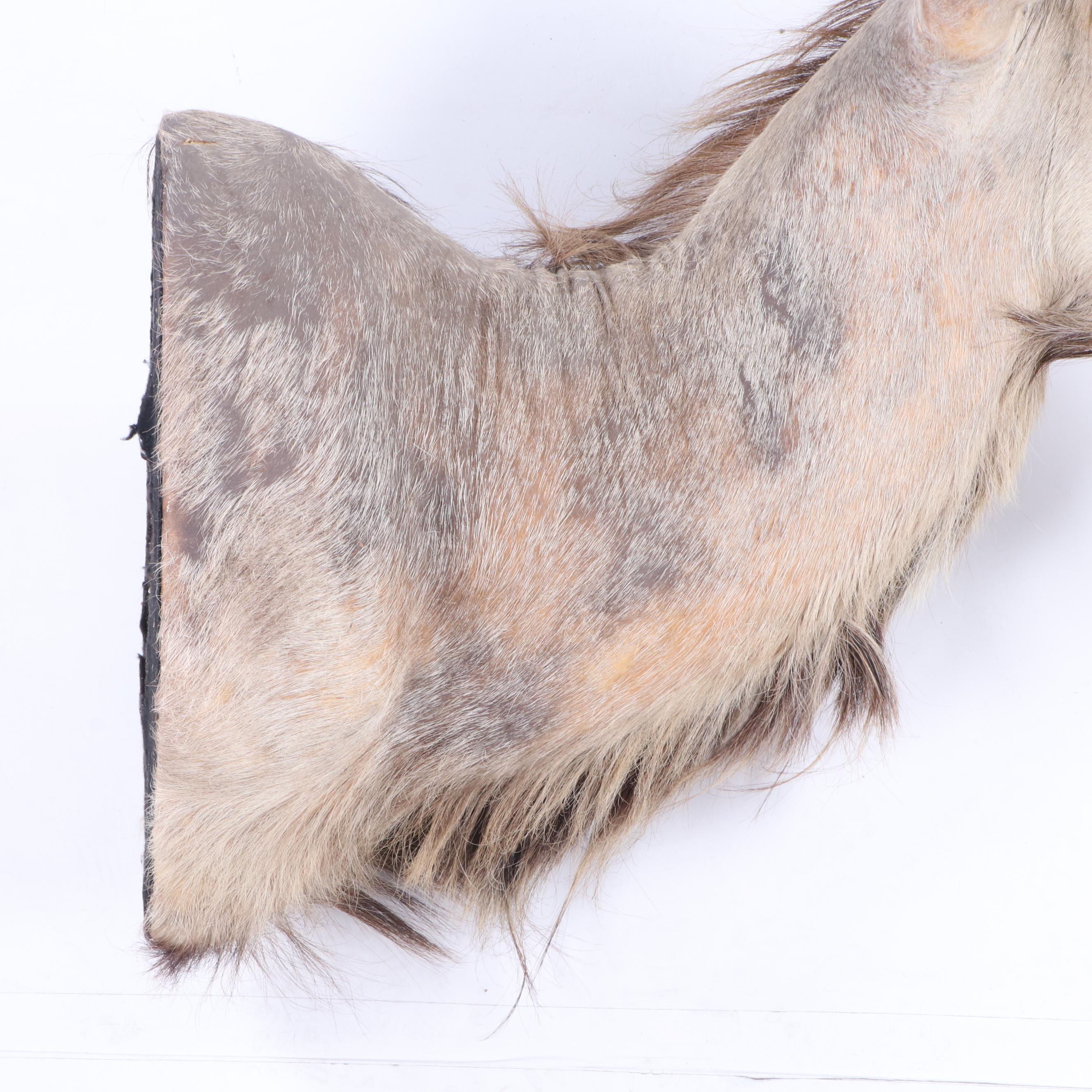 Greater Kudu Taxidermy Shoulder Mount