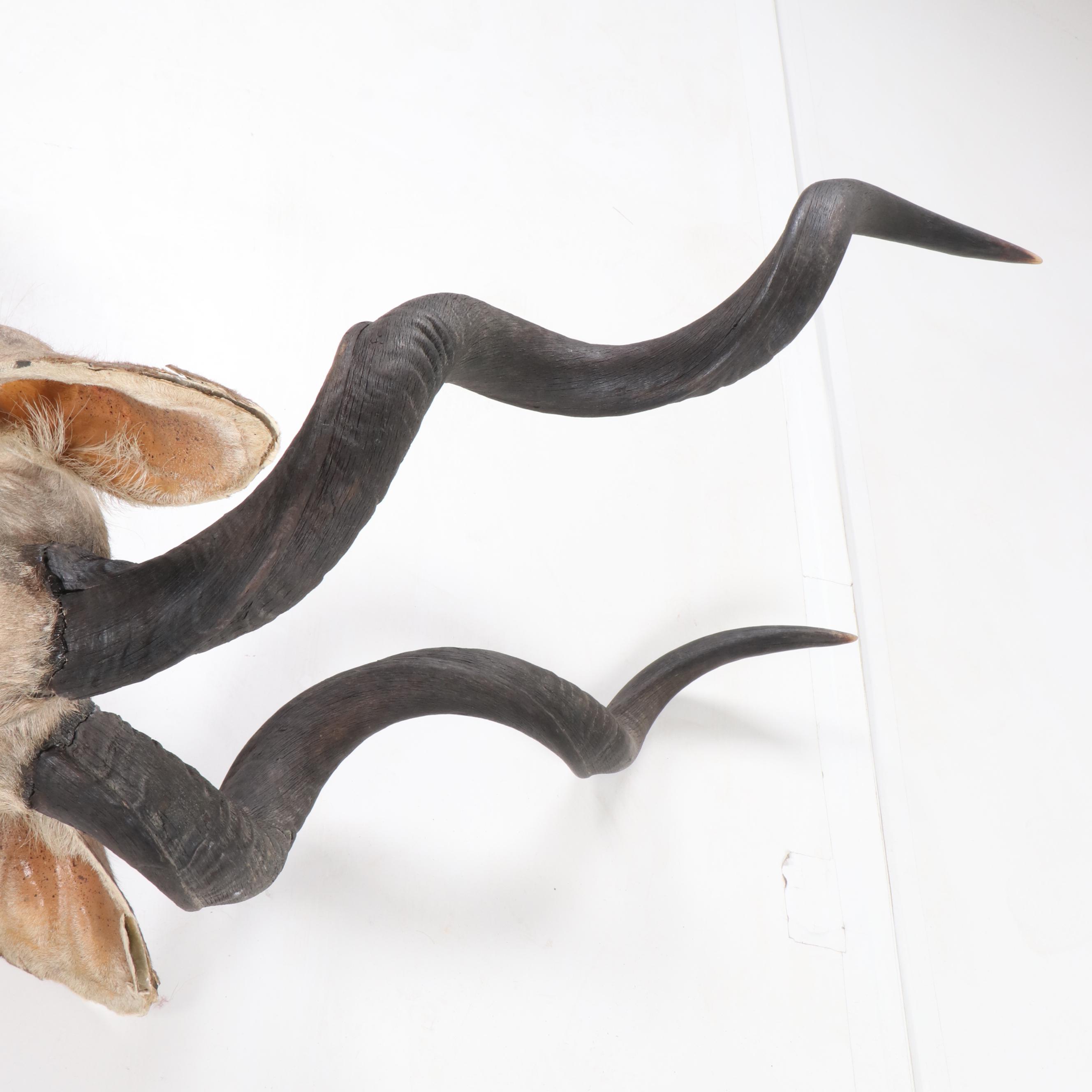 Greater Kudu Taxidermy Shoulder Mount