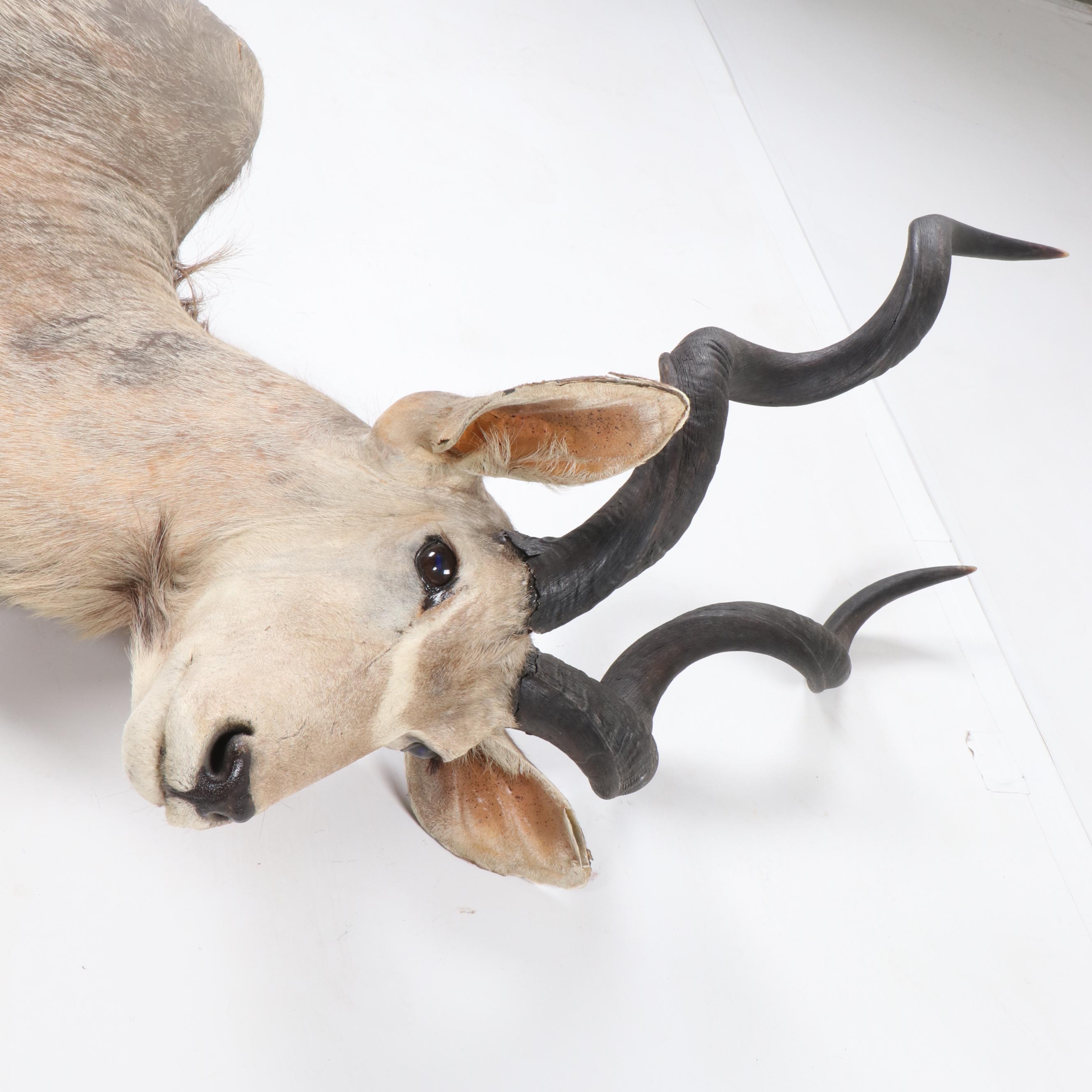 Greater Kudu Taxidermy Shoulder Mount