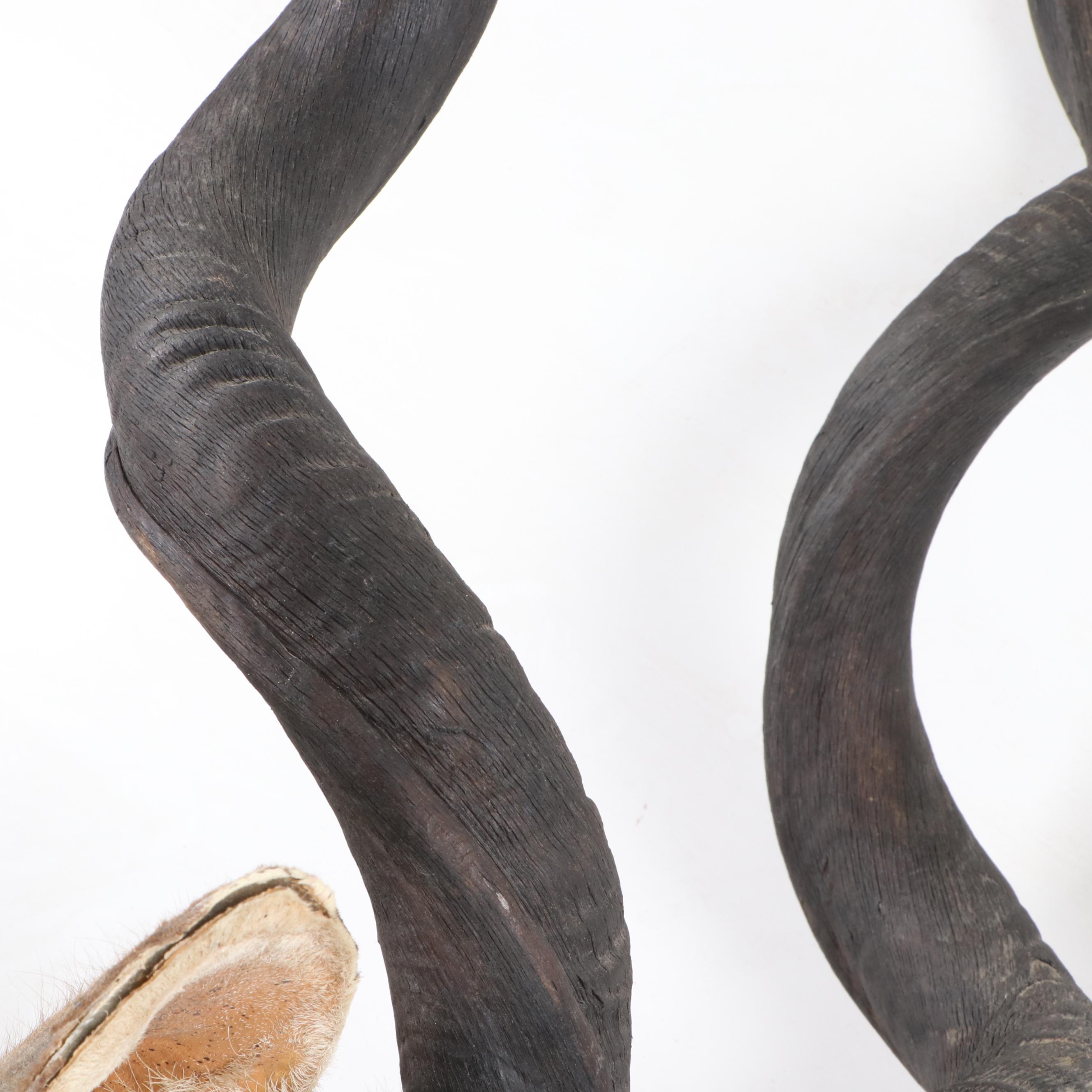 Greater Kudu Taxidermy Shoulder Mount