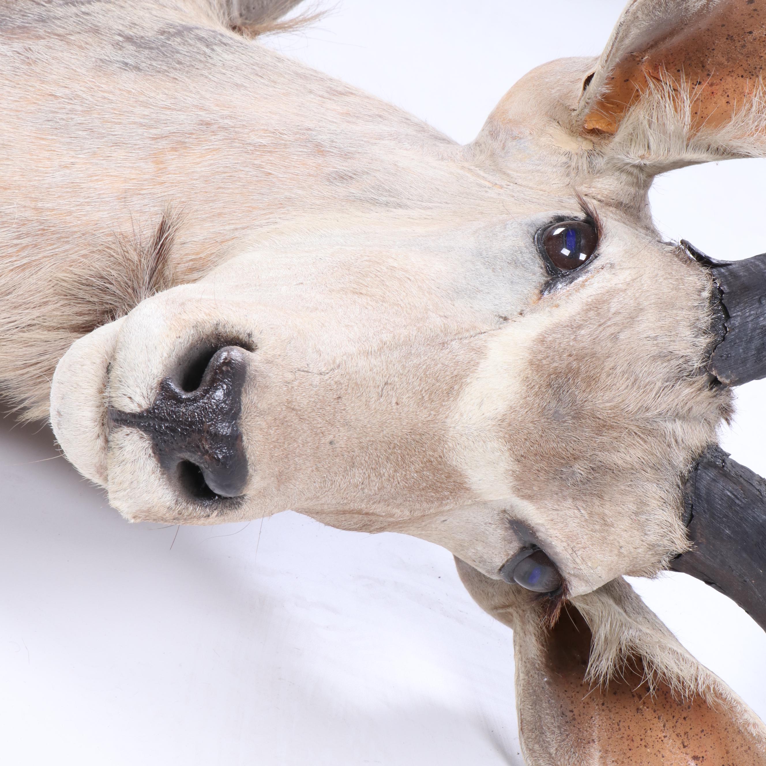 Greater Kudu Taxidermy Shoulder Mount