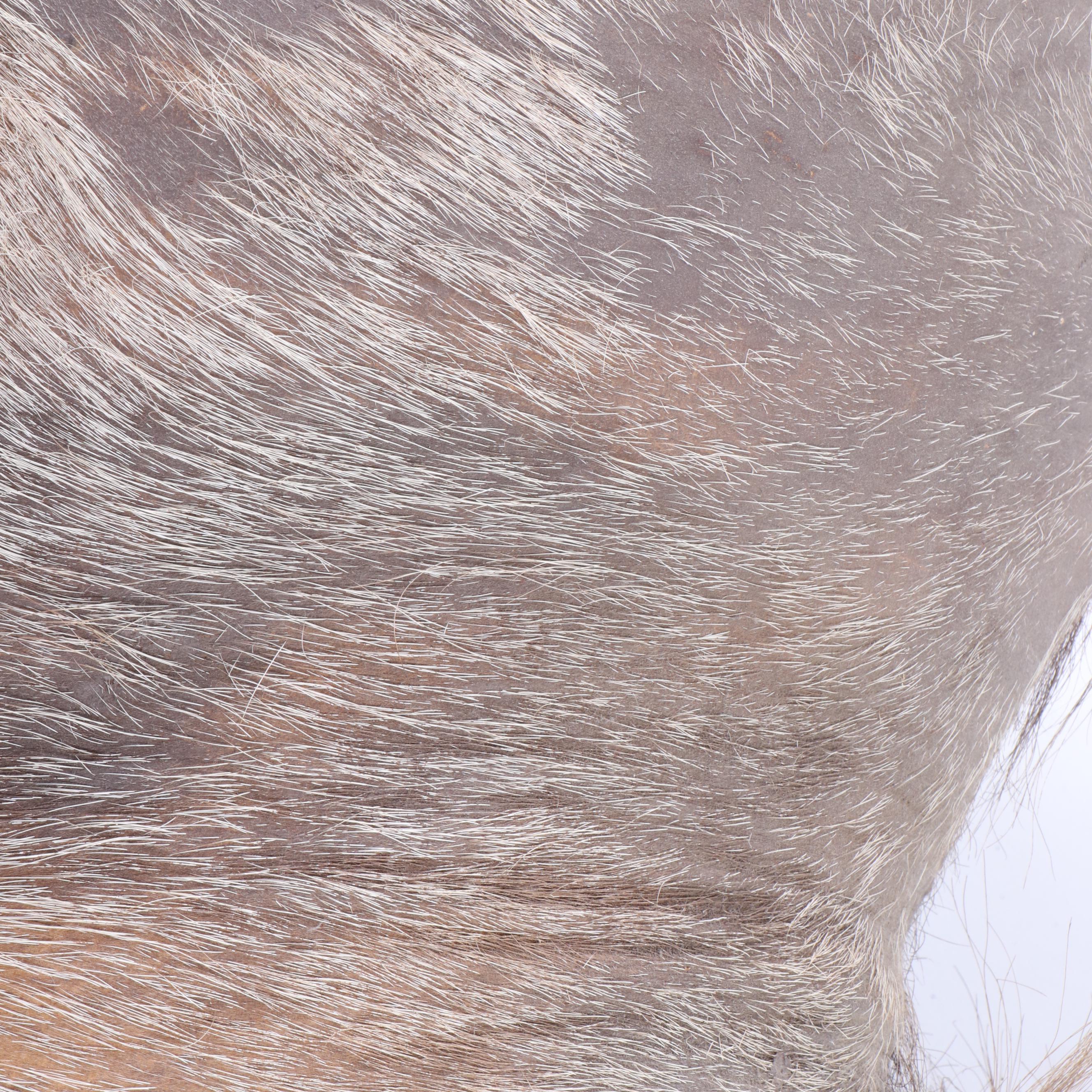 Greater Kudu Taxidermy Shoulder Mount