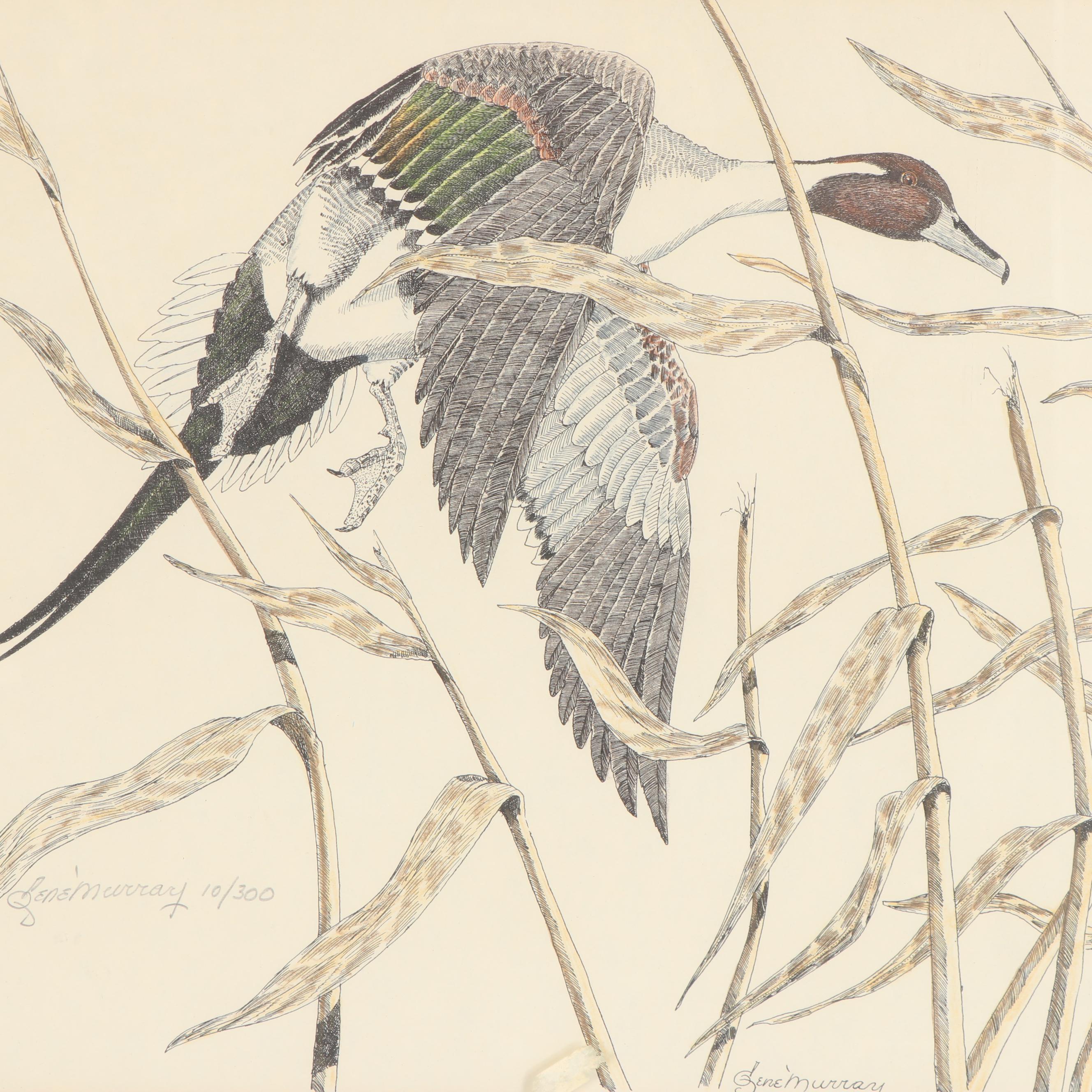 Gene Murray Limited Edition Colored Lithograph of Pintail Duck