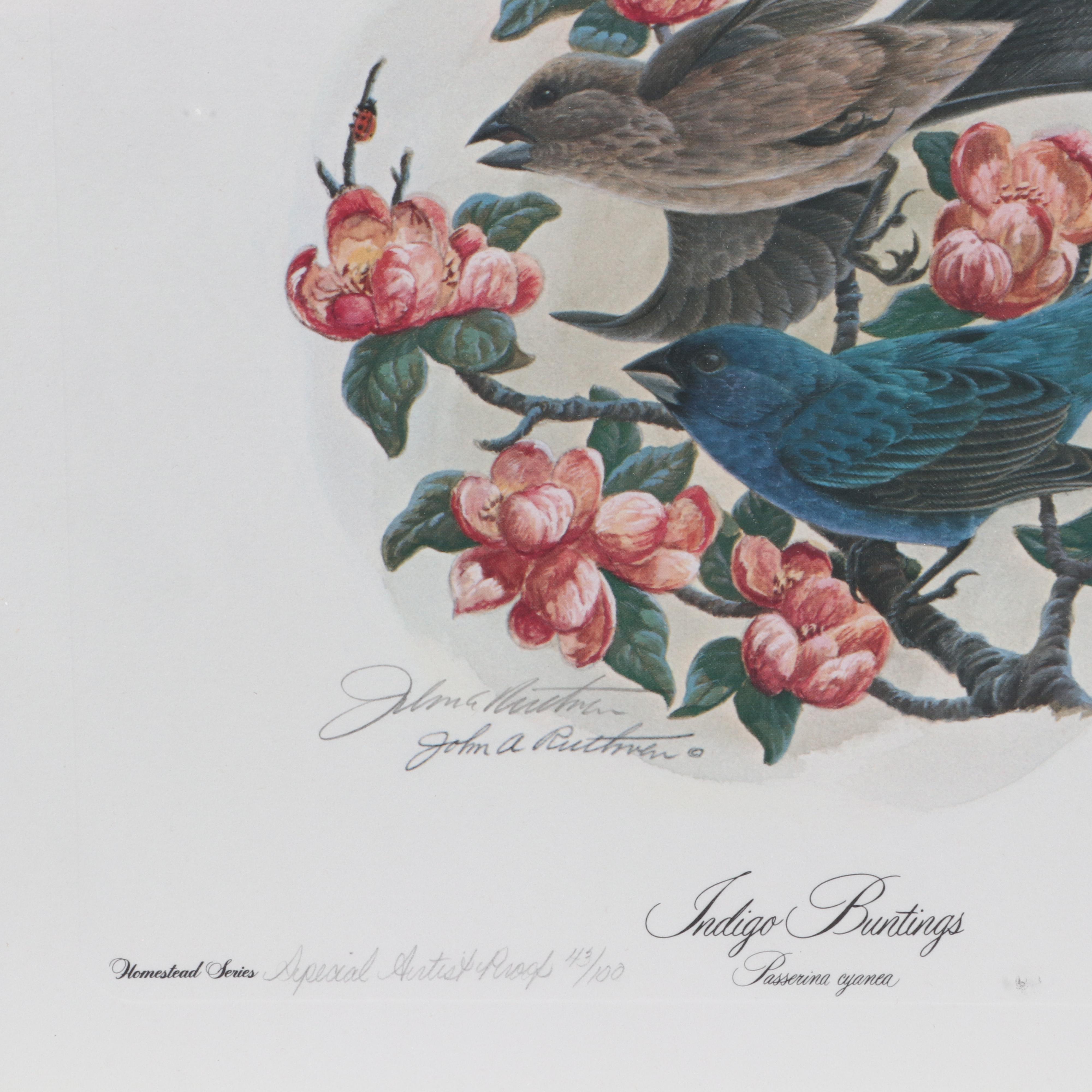 John Ruthven Artist's Proof Offset Lithograph "Indigo Buntings"