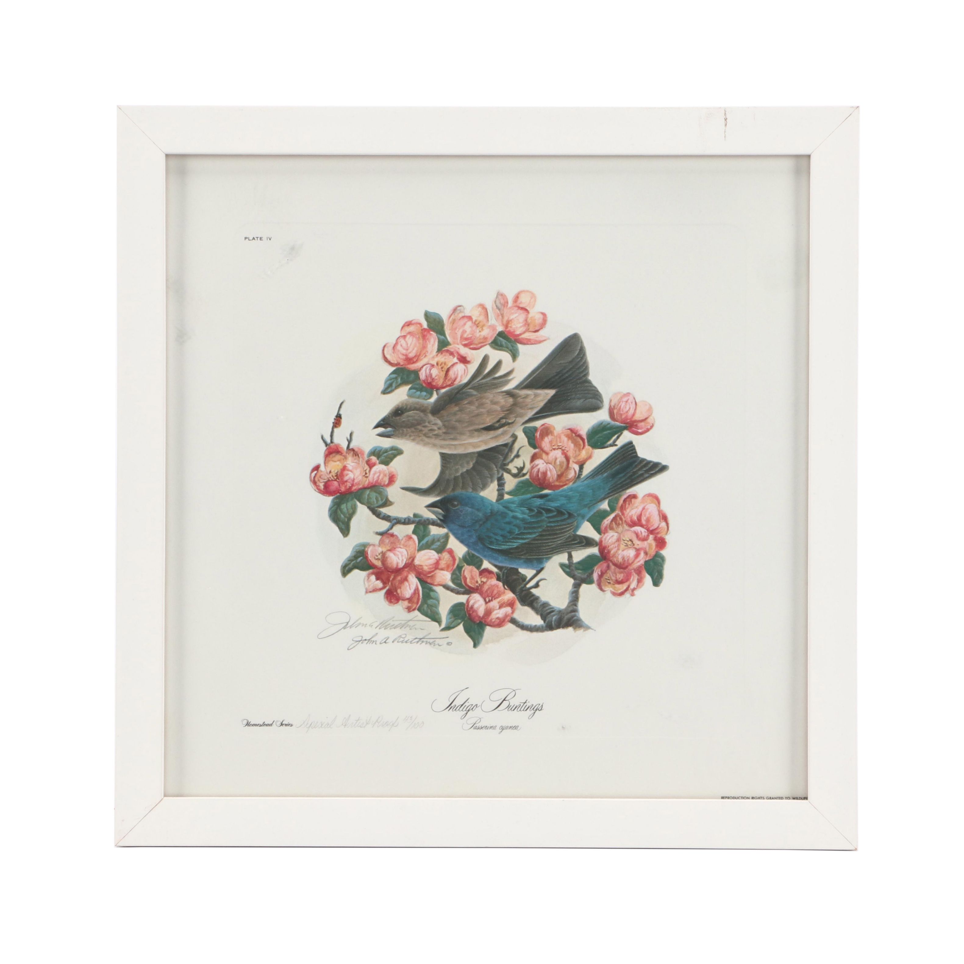 John Ruthven Artist's Proof Offset Lithograph "Indigo Buntings"