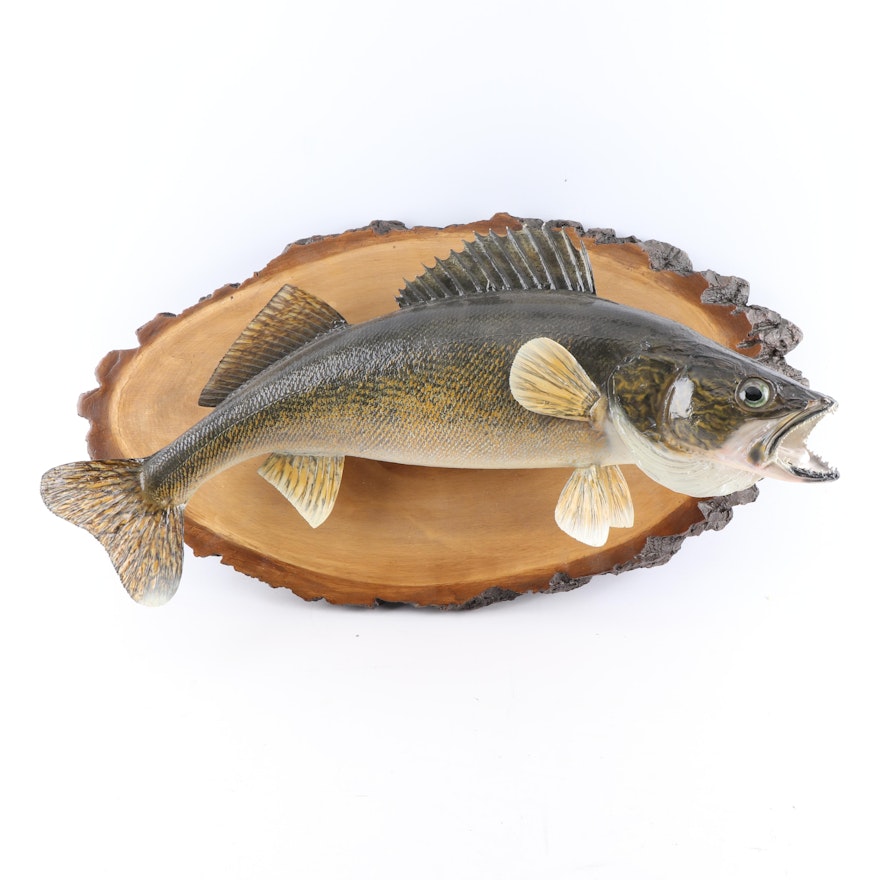 Taxidermy Walleye Fish Mount