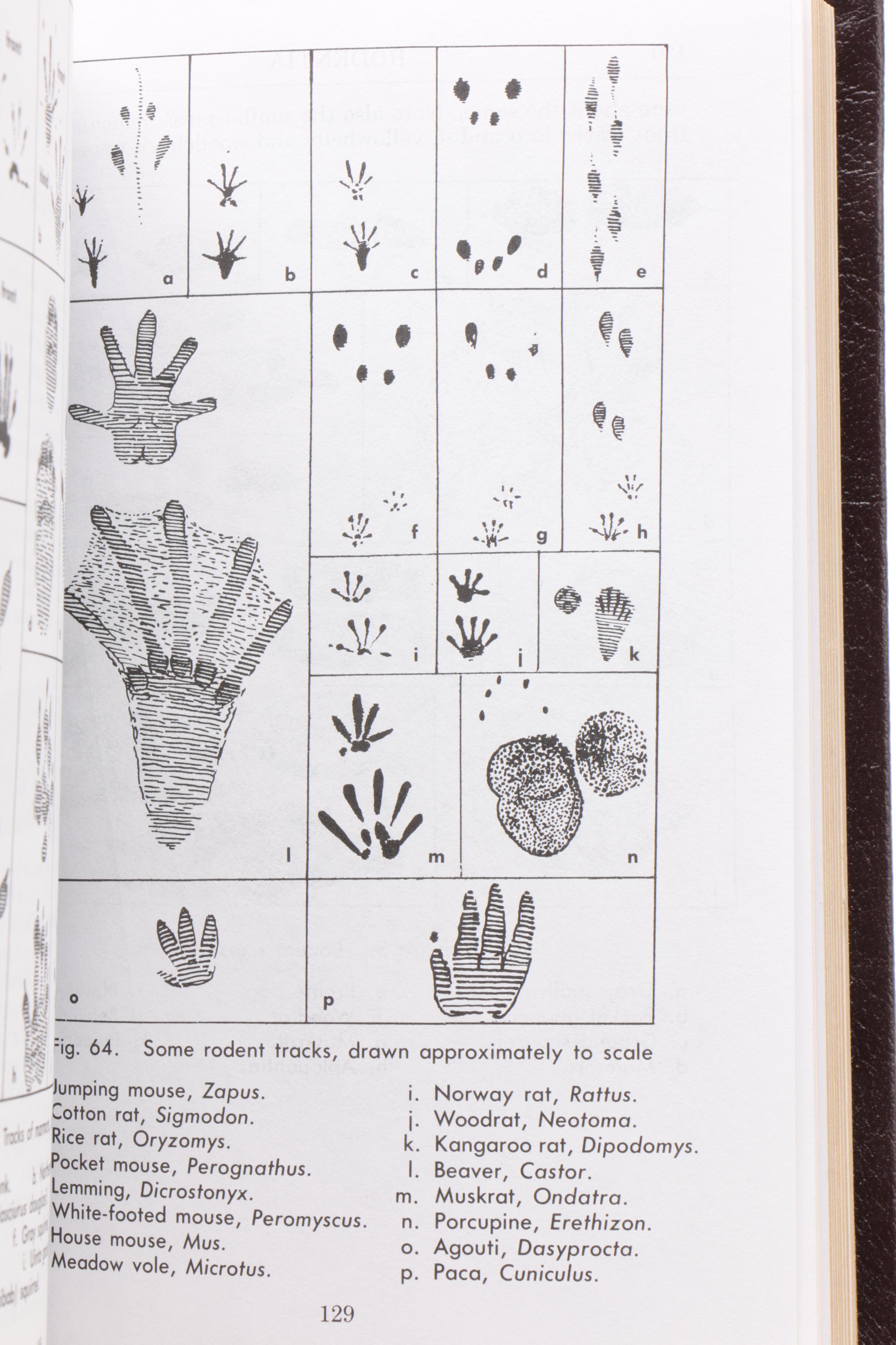 Easton Press Editions of "Roger Tory Peterson Field Guides"