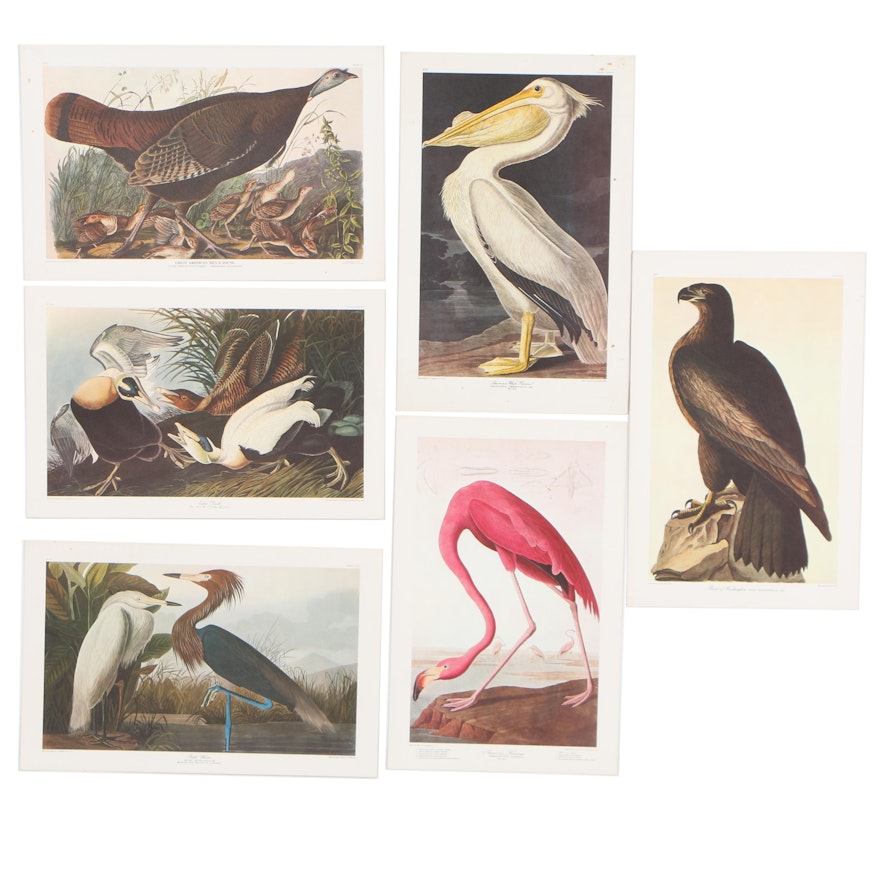 Offset Lithographs after John James Audubon
