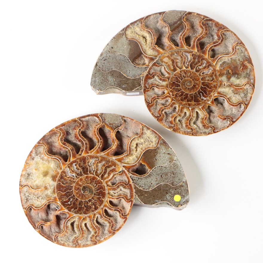 Malagasy Polished Coiled Ammonite Fossil Slices