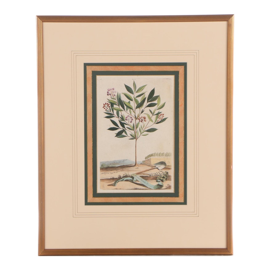 Hand-Colored Engraving after Abraham Munting "Arbutus"