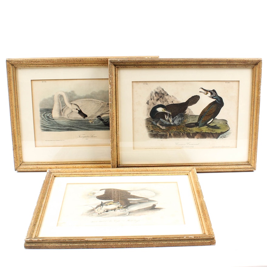 J. J. Audubon Octavo Lithographs Including Bald Eagle and Trumpeter Swan