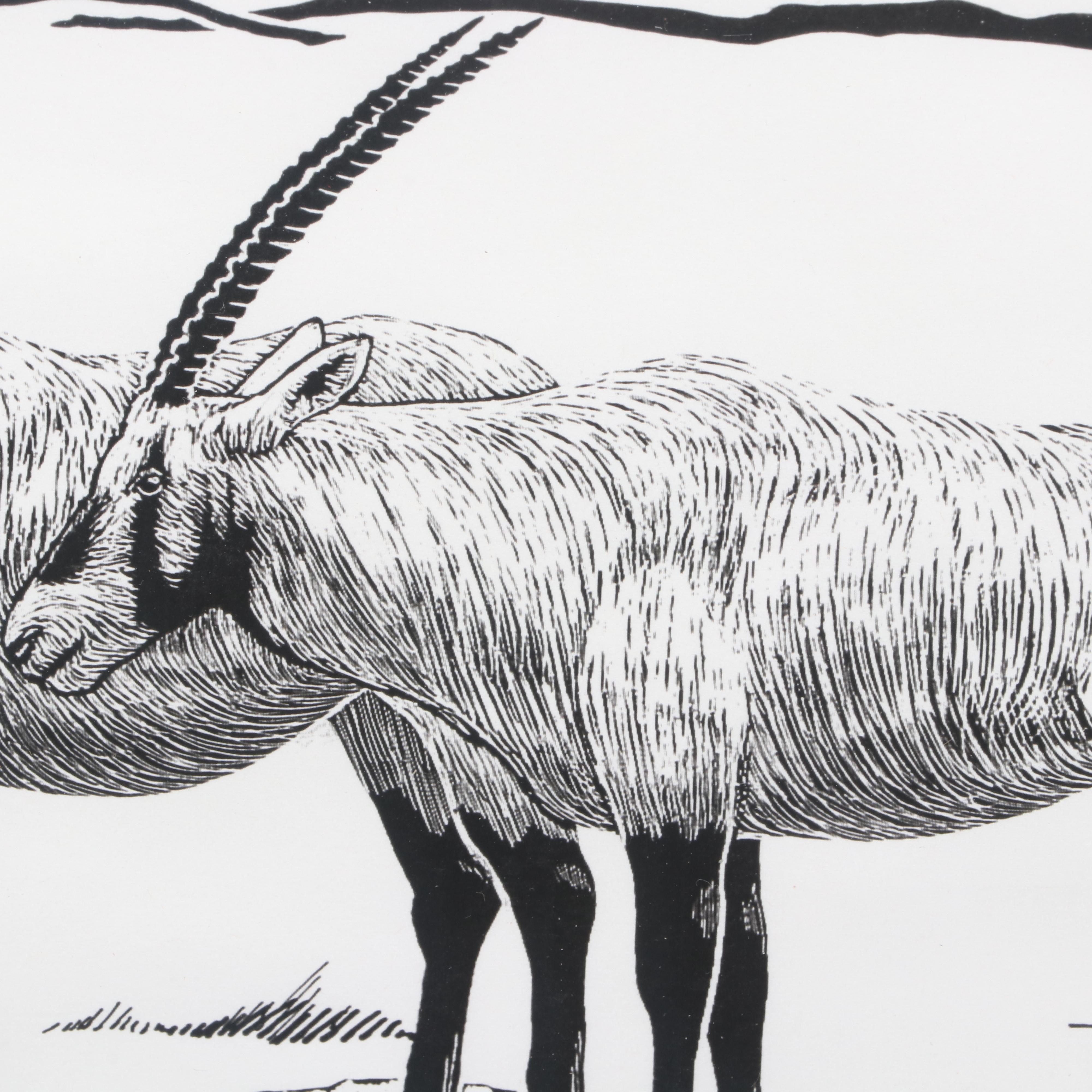 Digital Reproduction Wildlife Print after Jeffrey Kapp