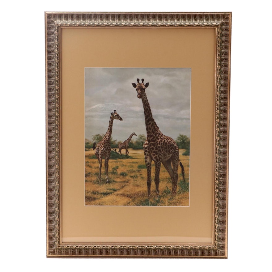 Charles Fracé Offset Lithograph of Giraffes