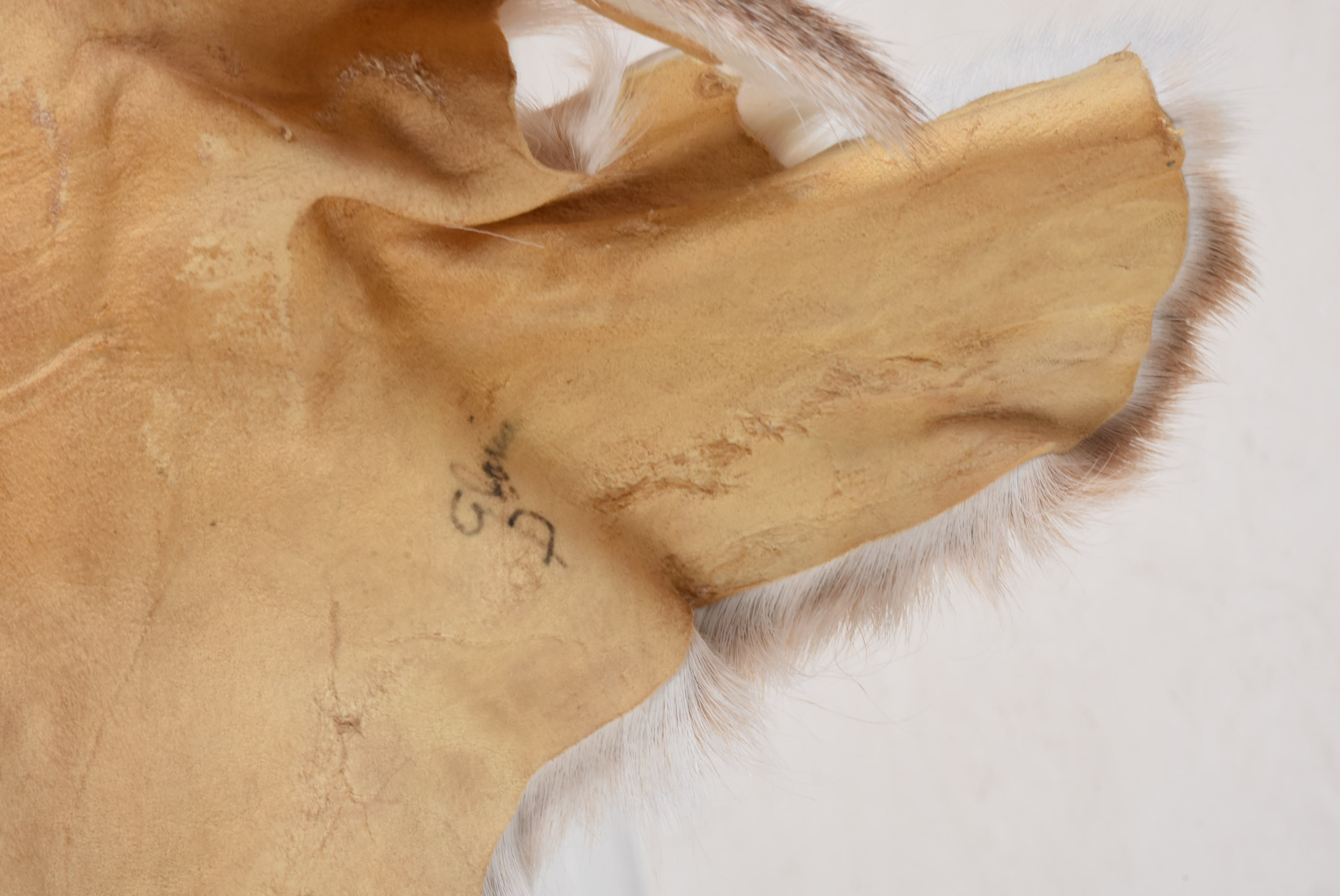 Gloria D’ _Many Horses Deer Hide"