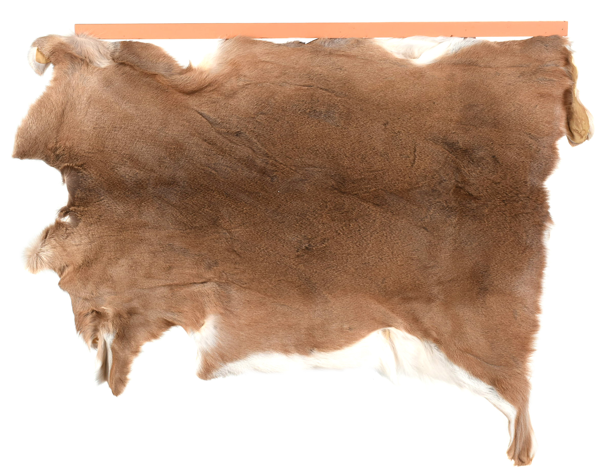 Gloria D’ _Many Horses Deer Hide"