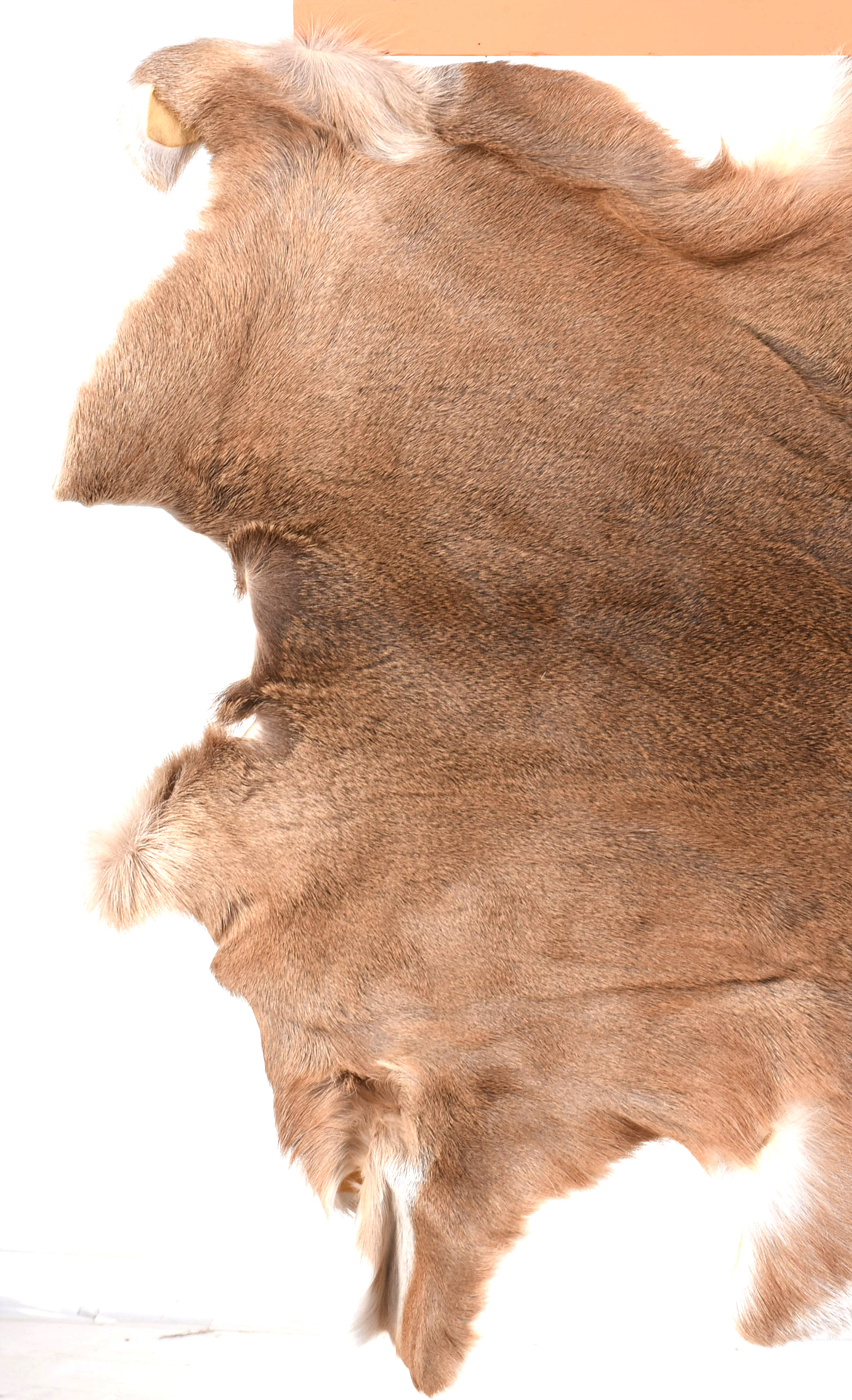 Gloria D’ _Many Horses Deer Hide"