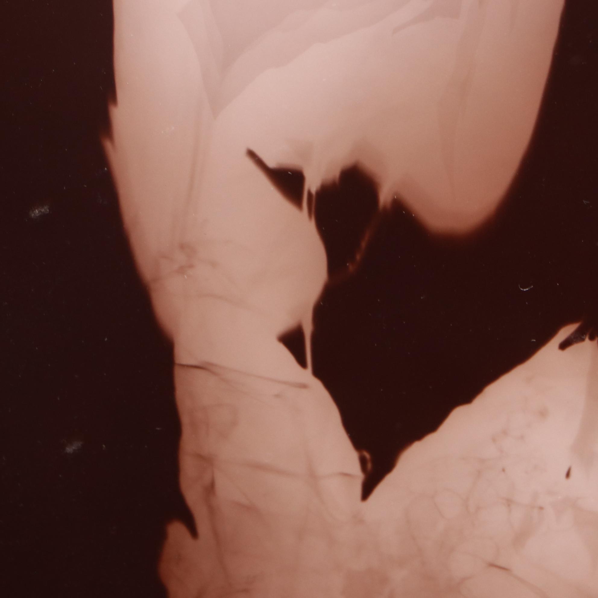 Anita Douthat Photogram of Botanical Forms