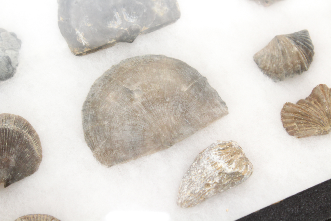 Collection of Trilobites and Brachiopods with Book