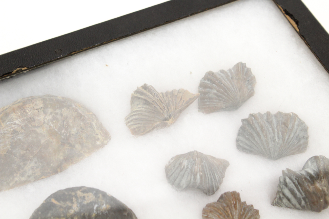 Collection of Trilobites and Brachiopods with Book