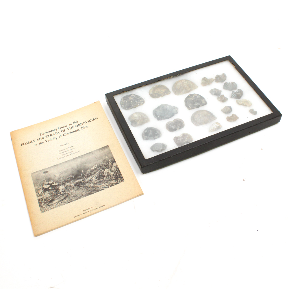 Collection of Trilobites and Brachiopods with Book