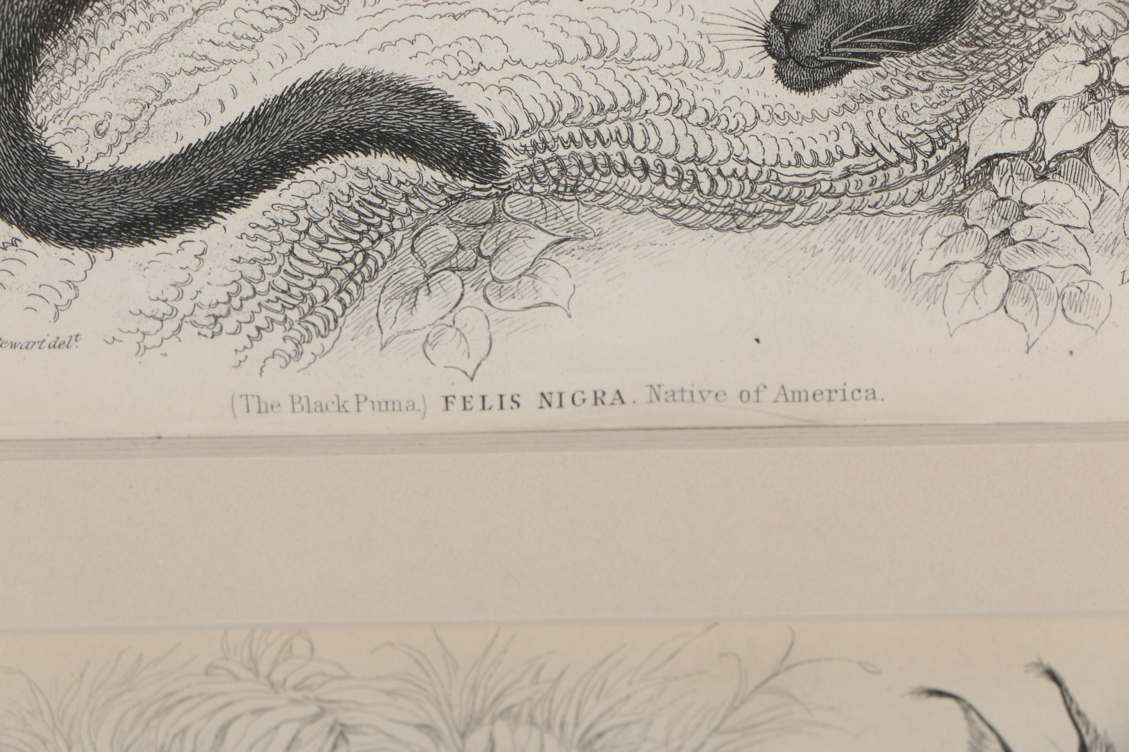 William Horne Lizars Engraving after James Hope Stewart