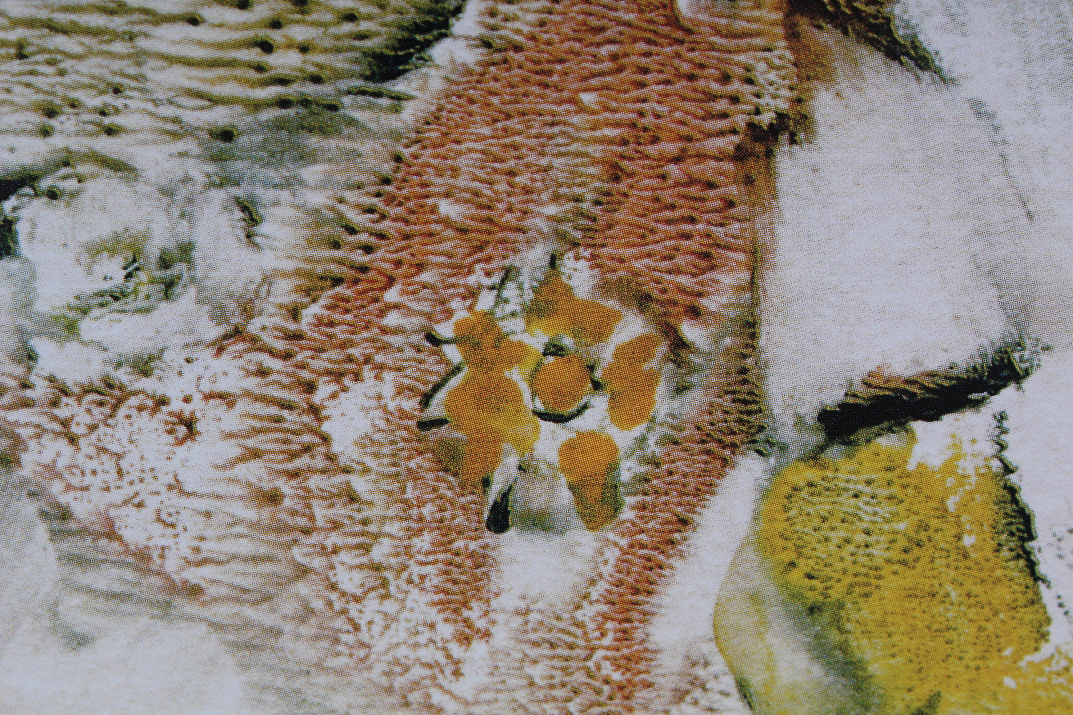 Two Sidnee Livingston Limited Edition Watercolor Monotypes