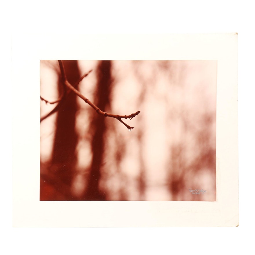 David Seltzer 1984 Photograph of Branch with Water Droplets