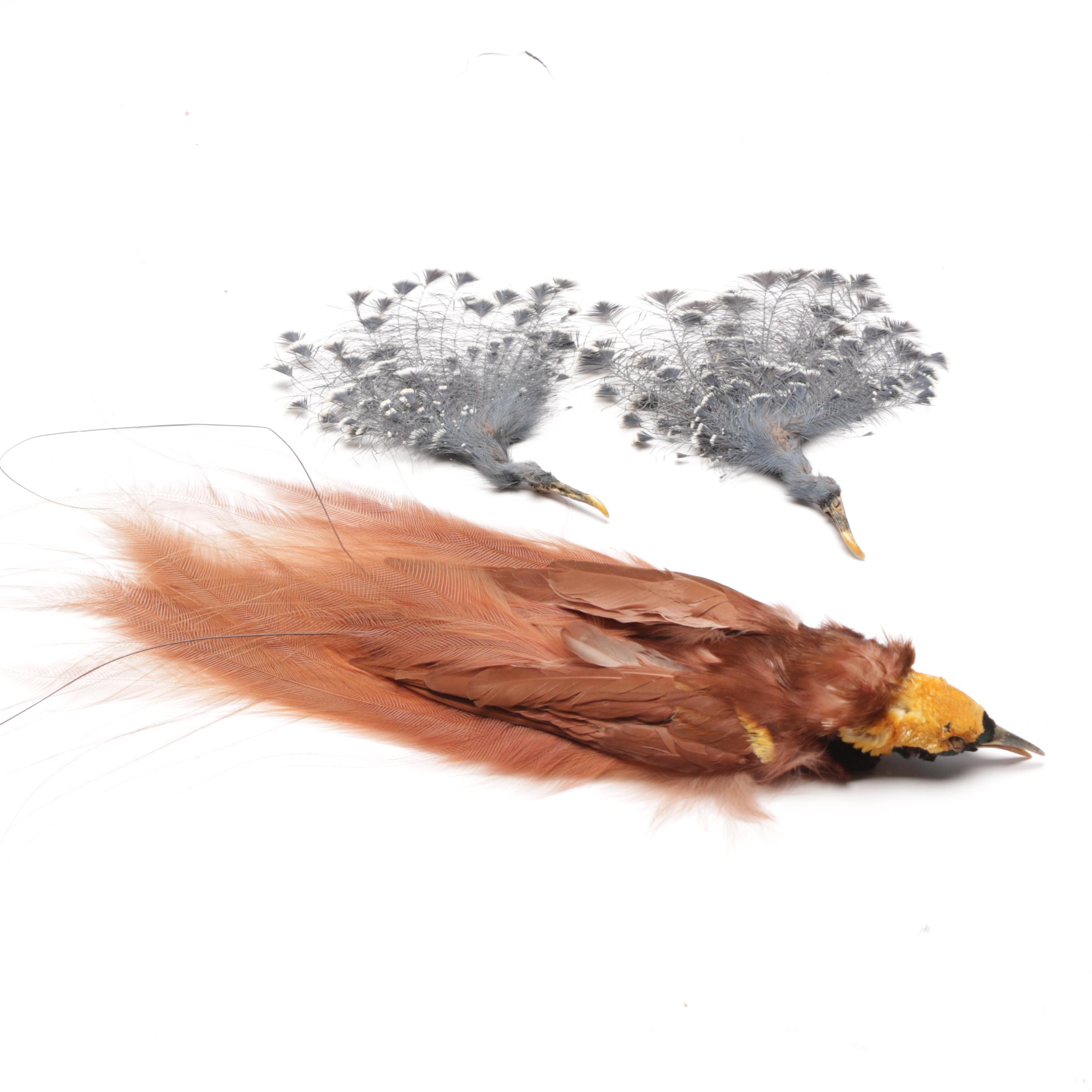 Victorian Hats with Feather Accents and Taxidermy Greater Bird-of-Paradise