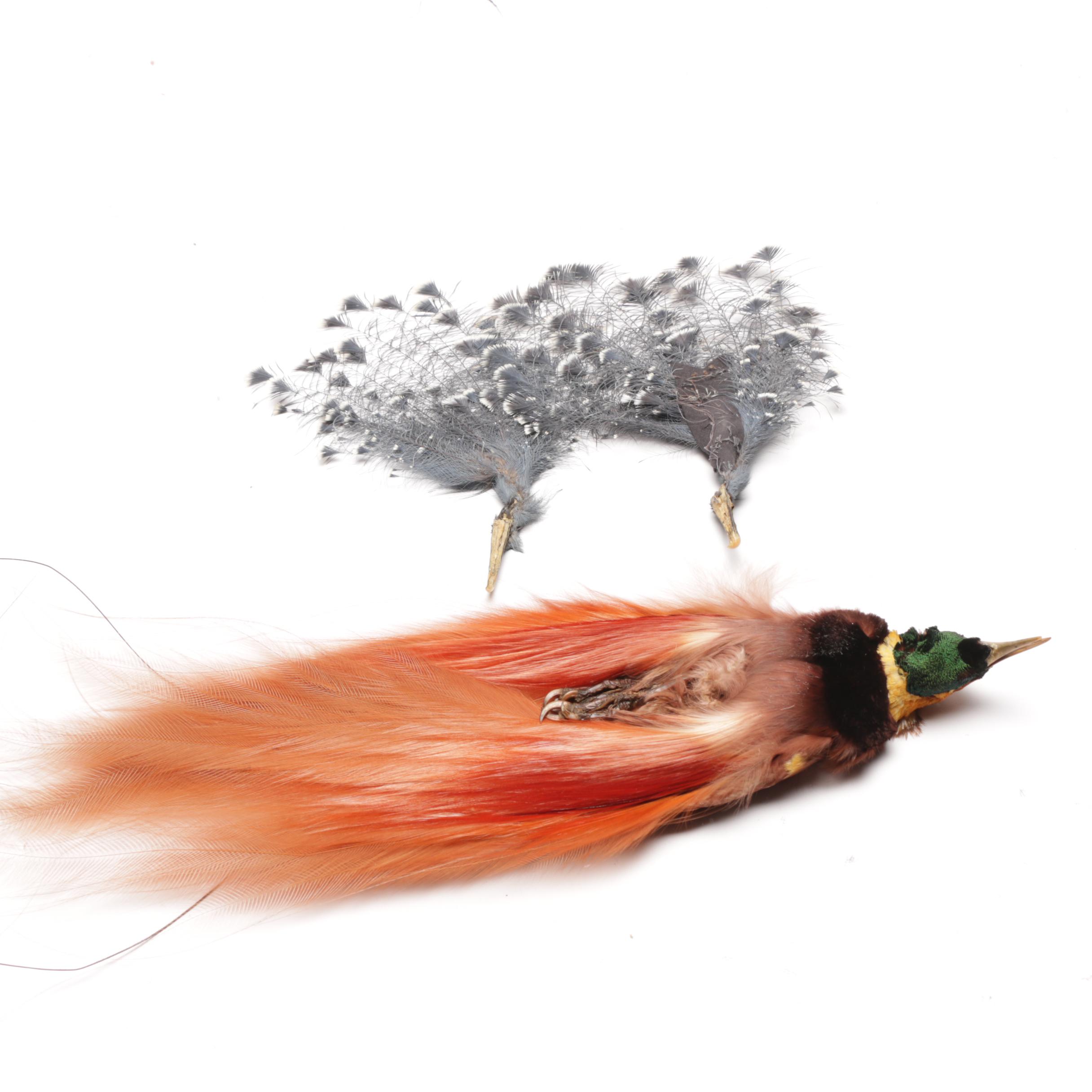 Victorian Hats with Feather Accents and Taxidermy Greater Bird-of-Paradise