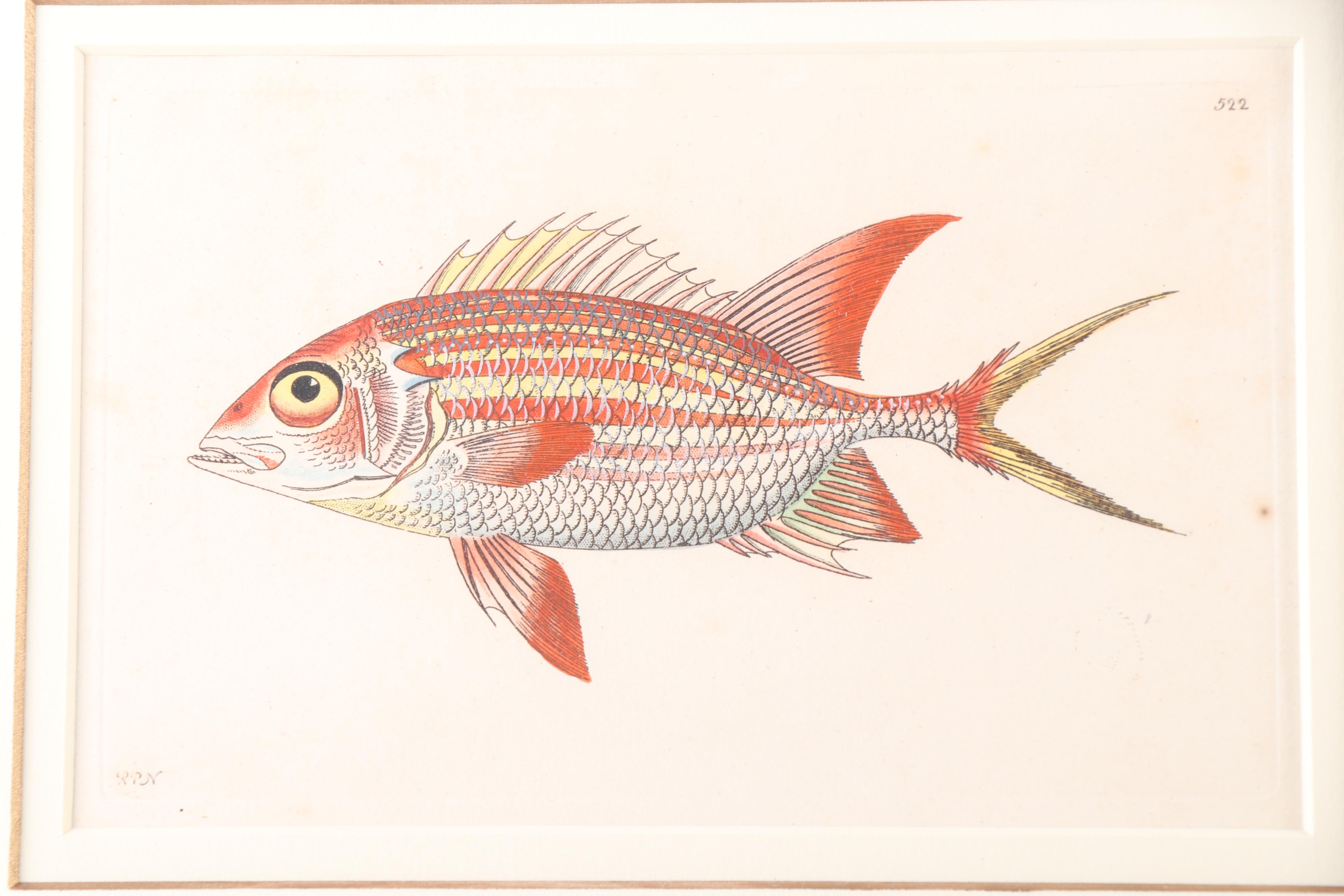 Marine Engravings From "The Naturalist's Miscellany"