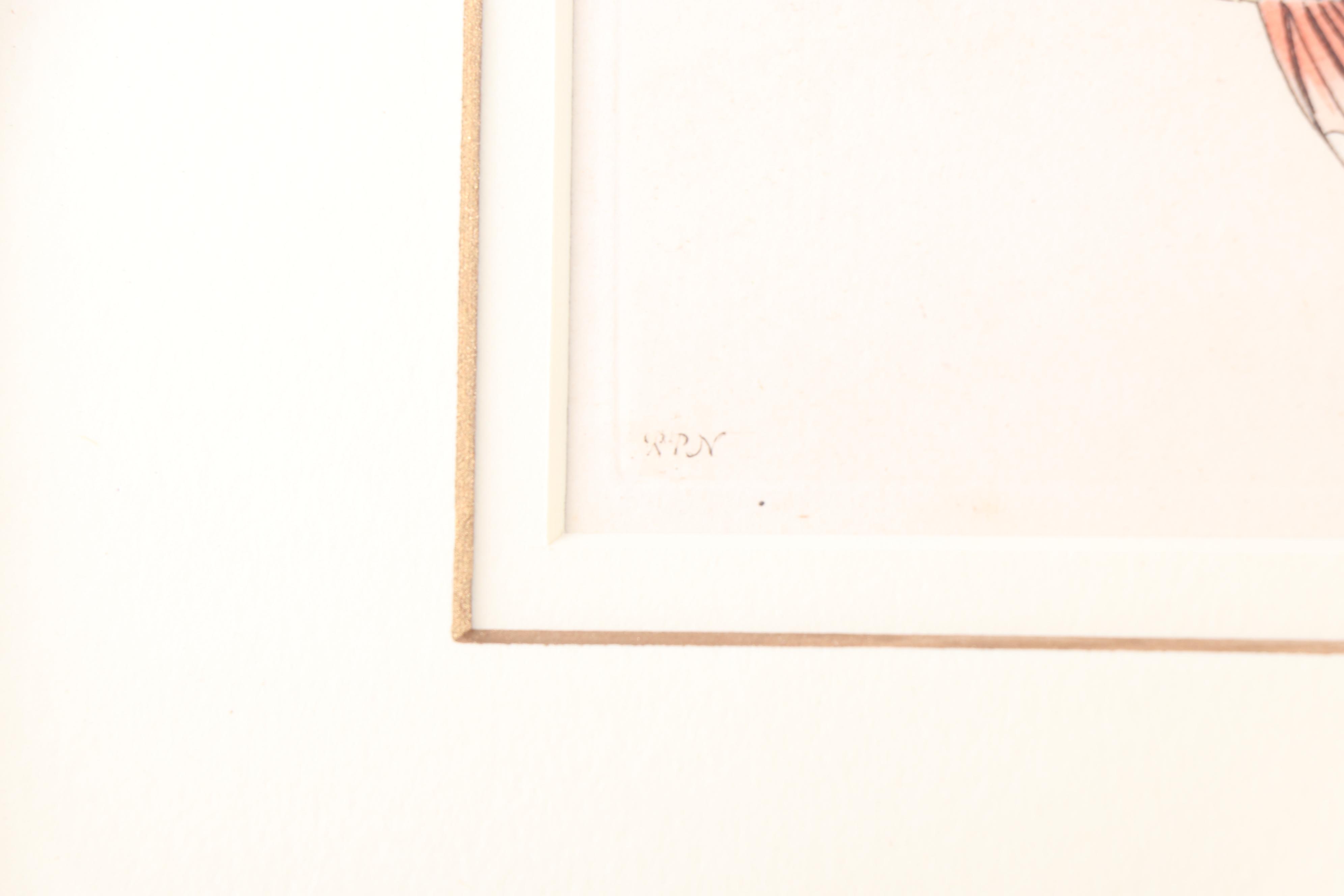 Marine Engravings From "The Naturalist's Miscellany"