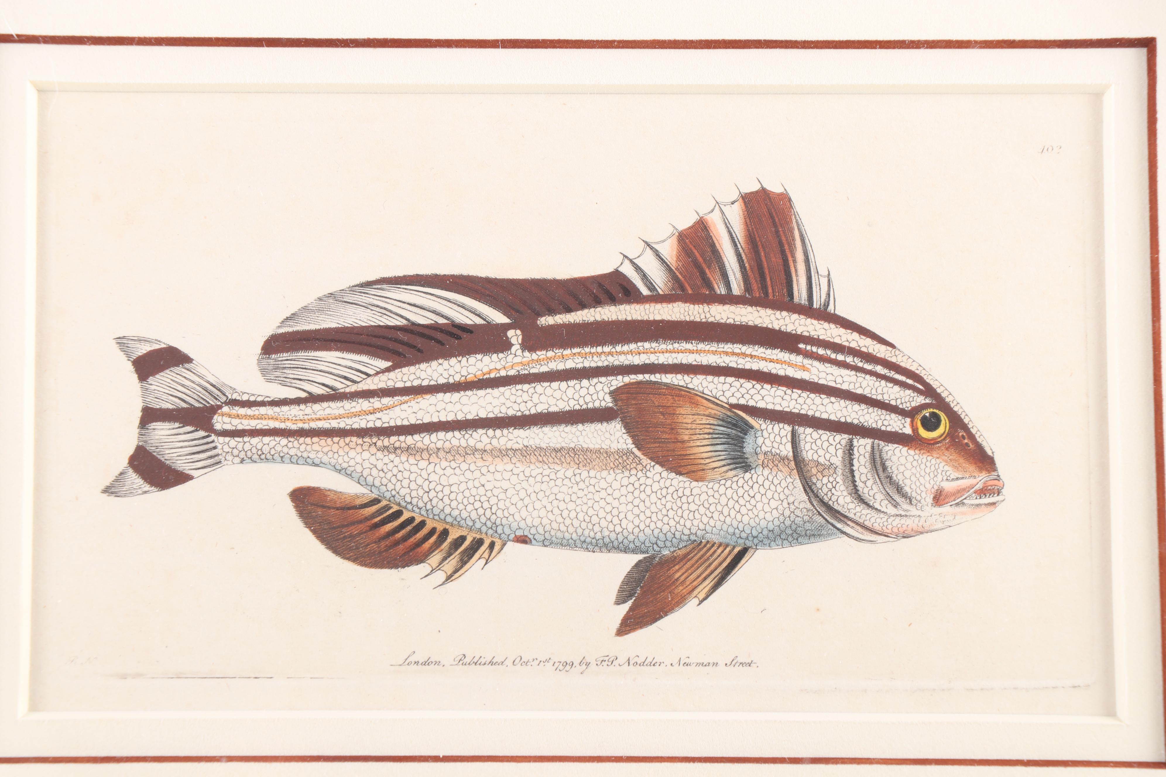 Marine Engravings From "The Naturalist's Miscellany"