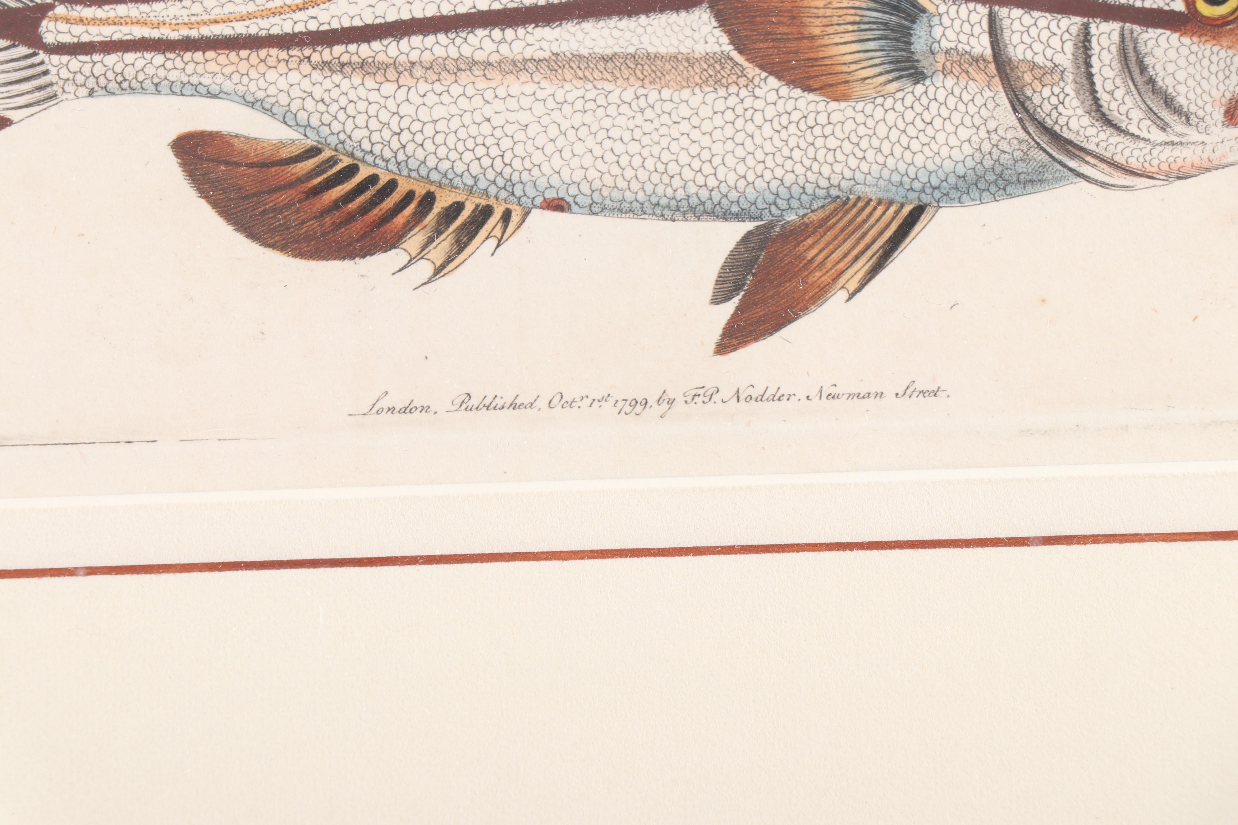 Marine Engravings From "The Naturalist's Miscellany"