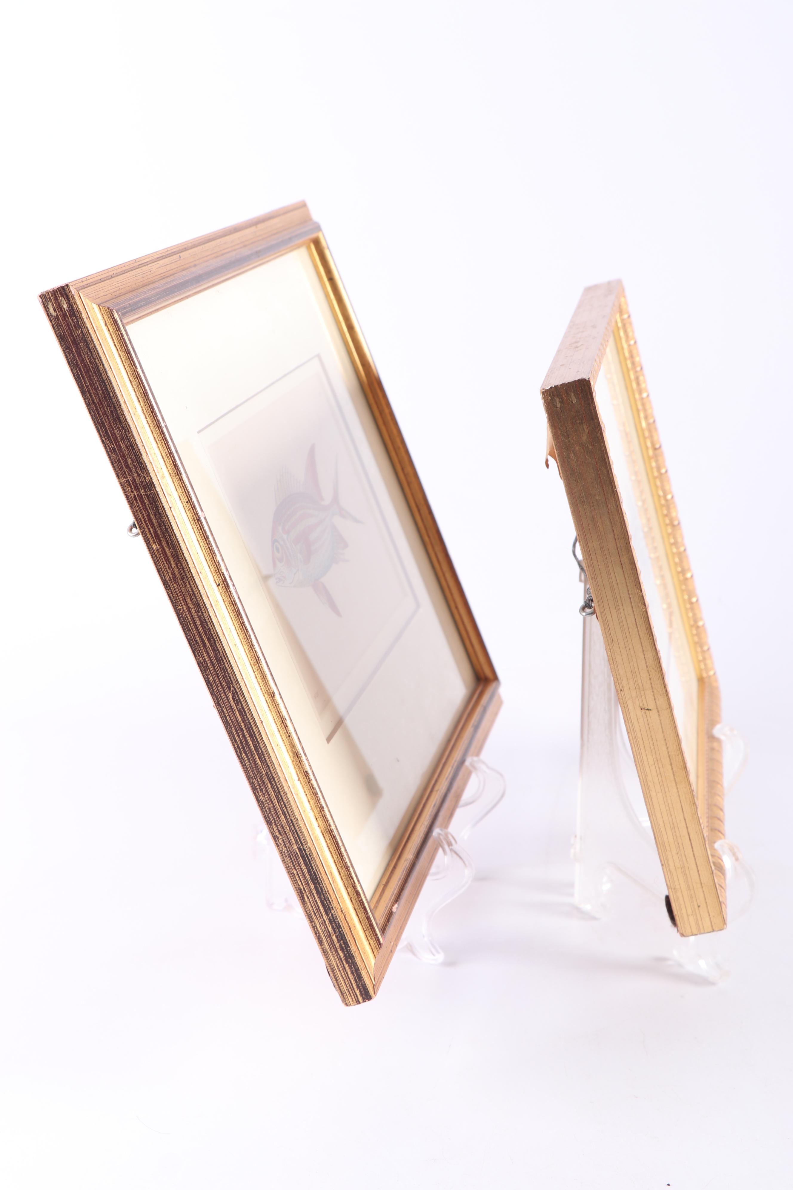 Marine Engravings From "The Naturalist's Miscellany"