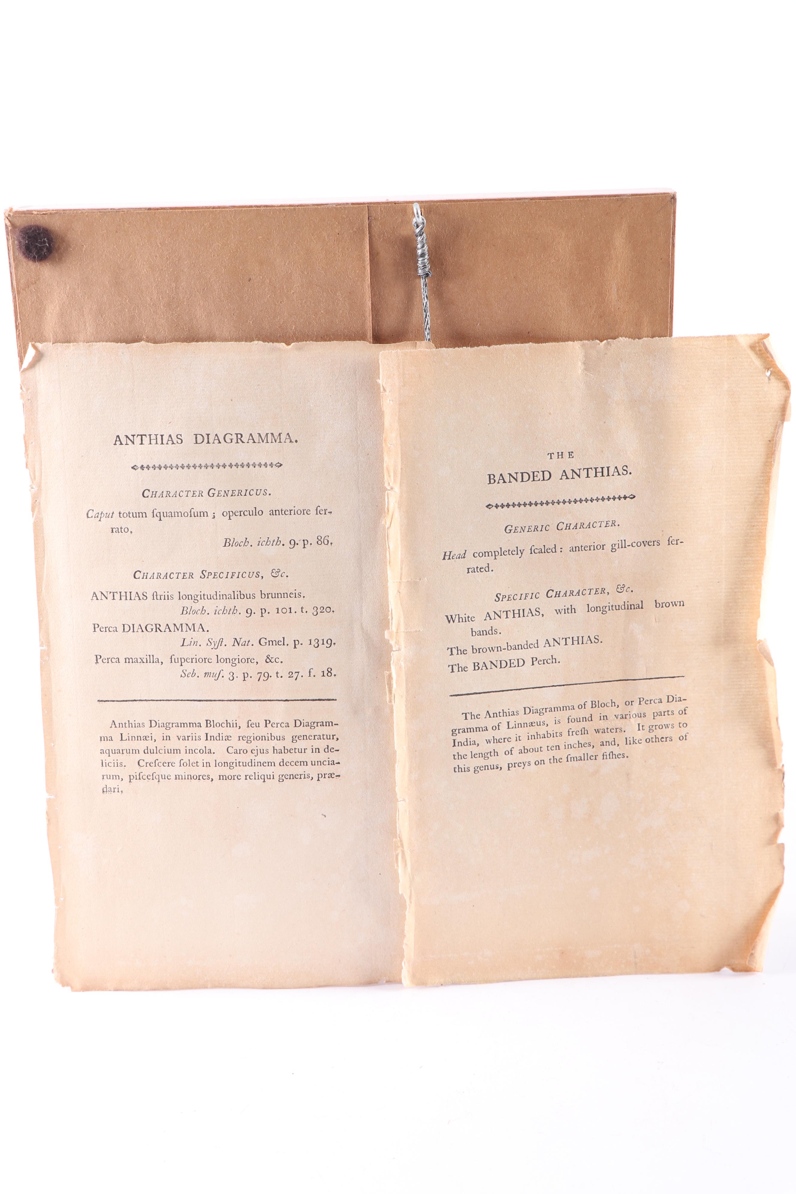 Marine Engravings From "The Naturalist's Miscellany"