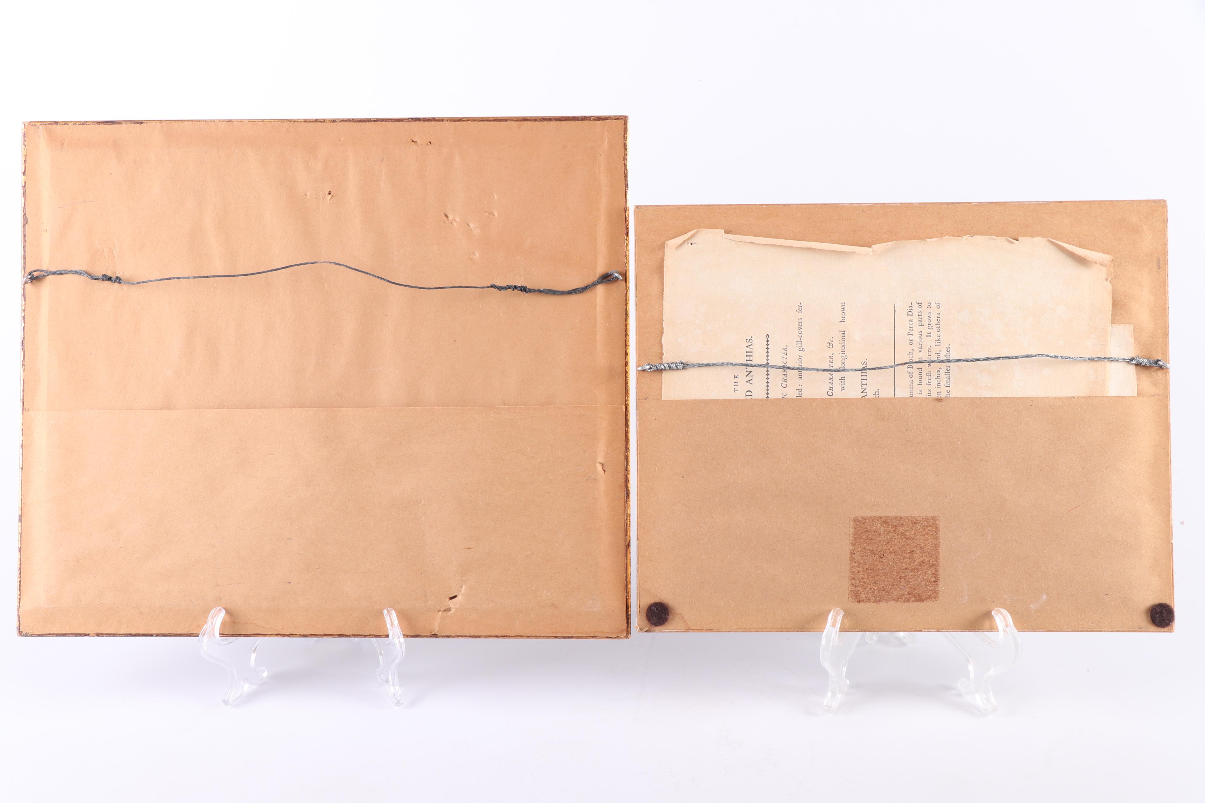 Marine Engravings From "The Naturalist's Miscellany"