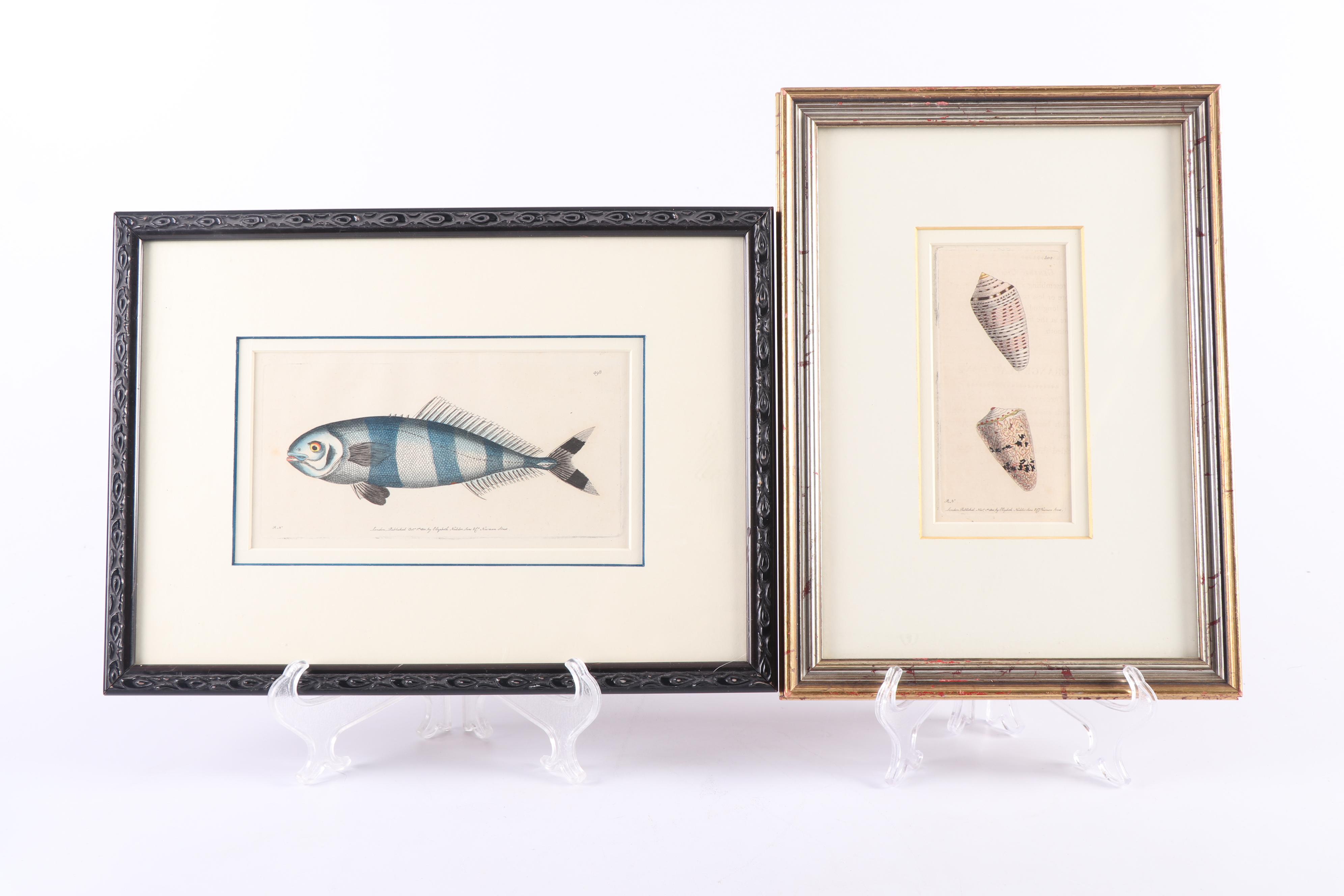 Marine Engravings From "The Naturalist's Miscellany"