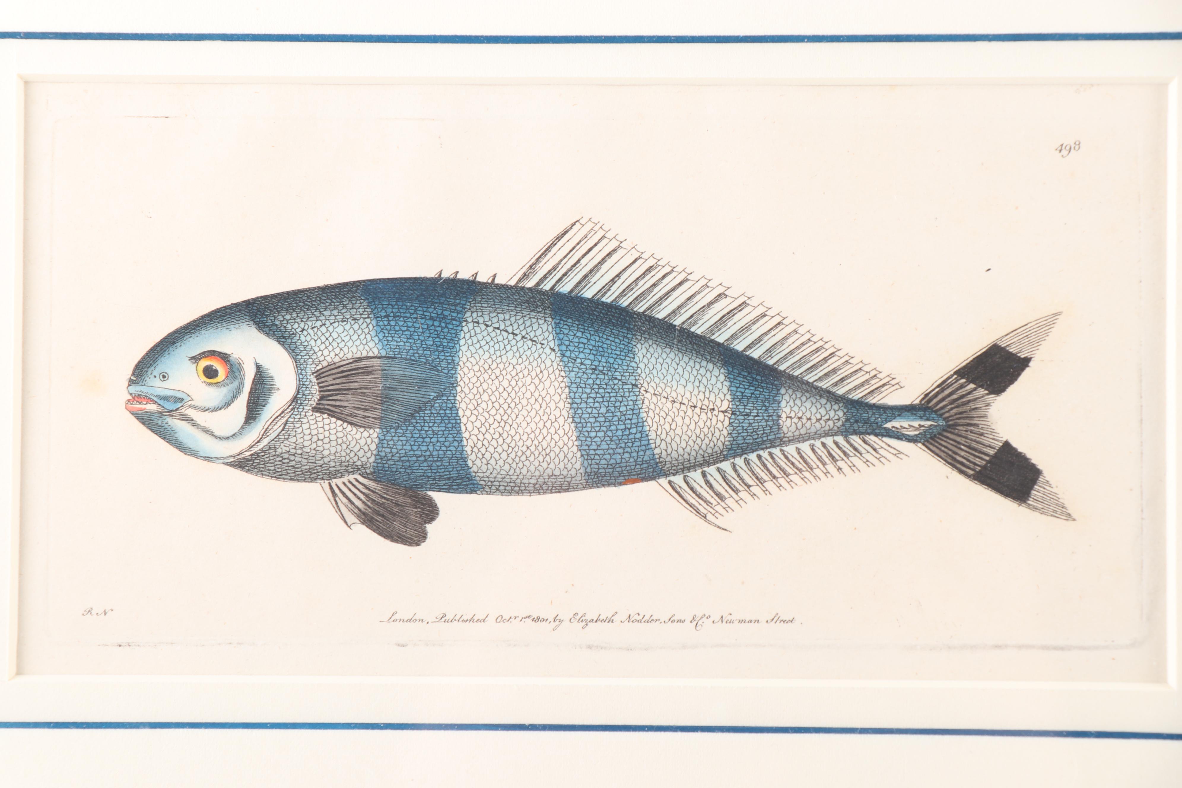 Marine Engravings From "The Naturalist's Miscellany"