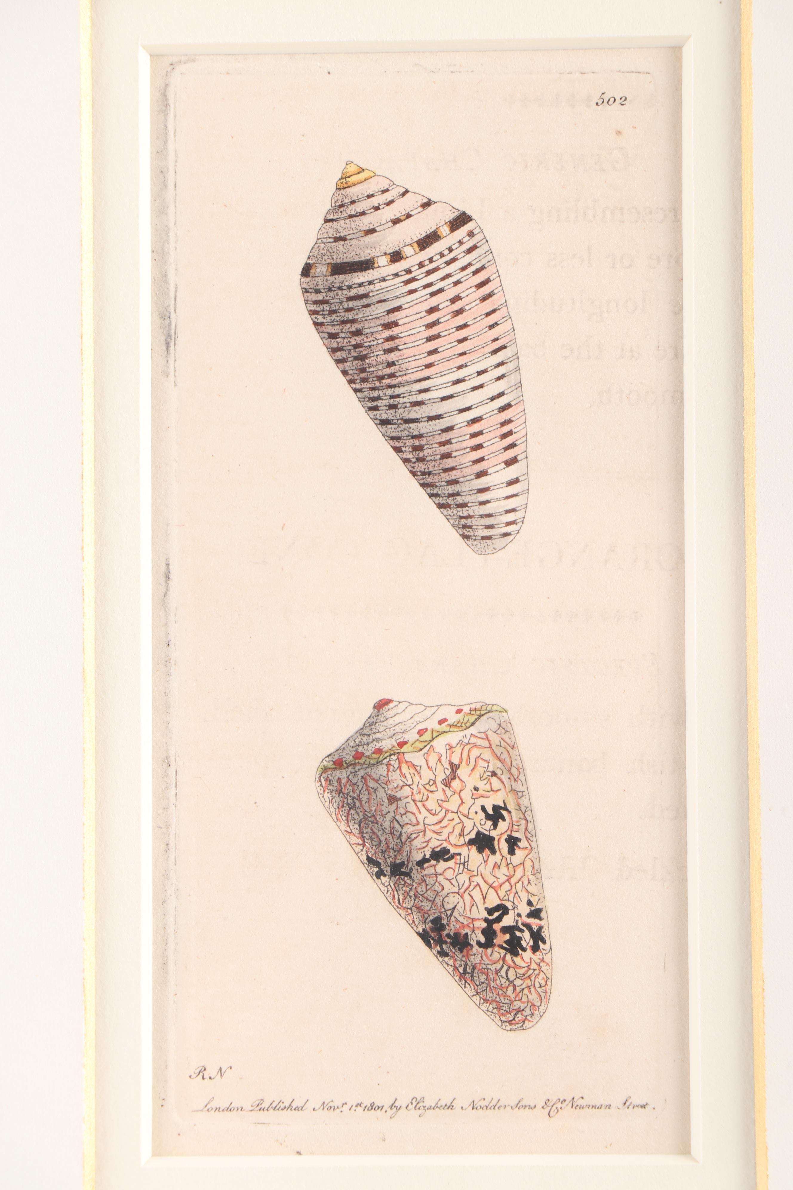 Marine Engravings From "The Naturalist's Miscellany"