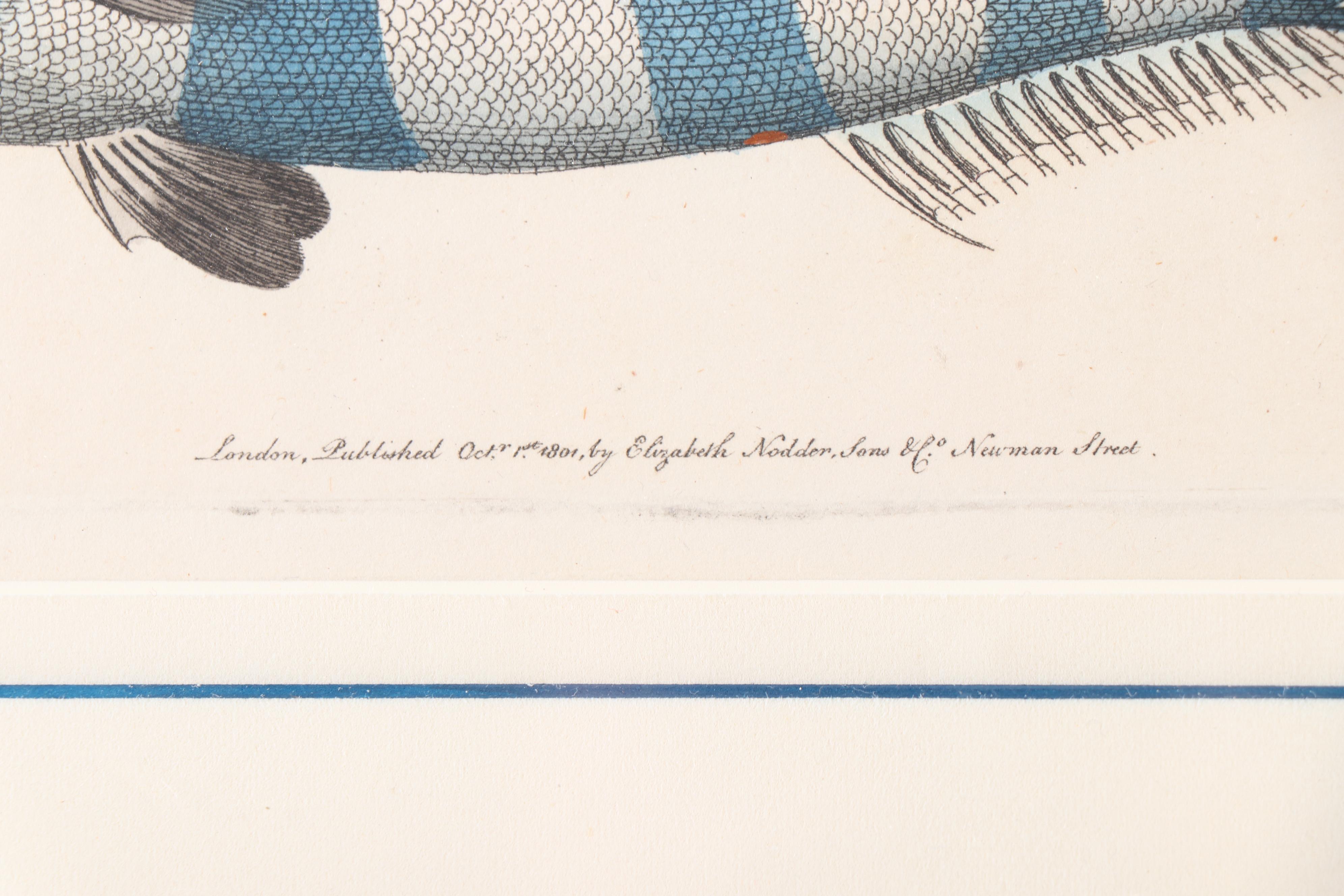 Marine Engravings From "The Naturalist's Miscellany"
