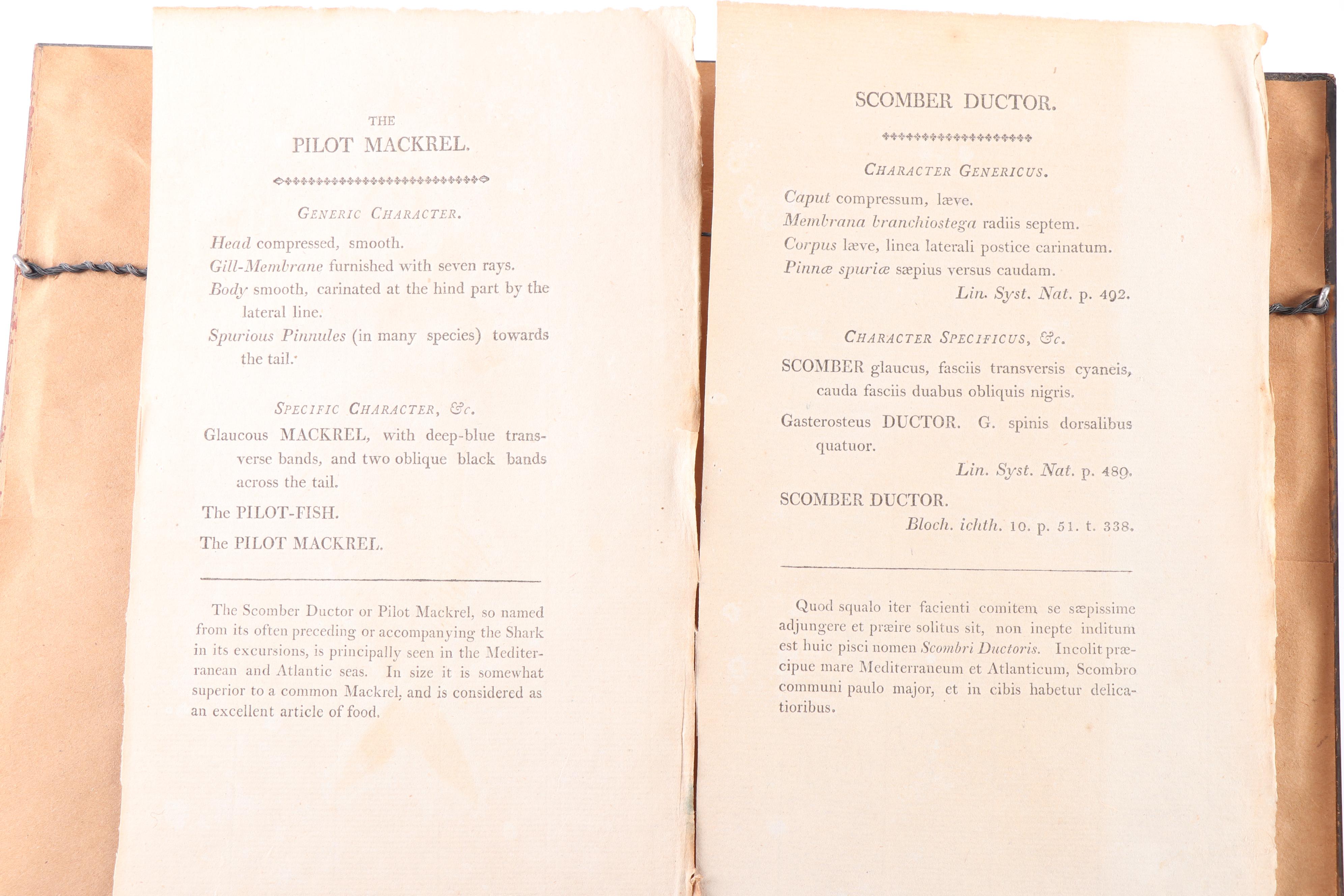 Marine Engravings From "The Naturalist's Miscellany"