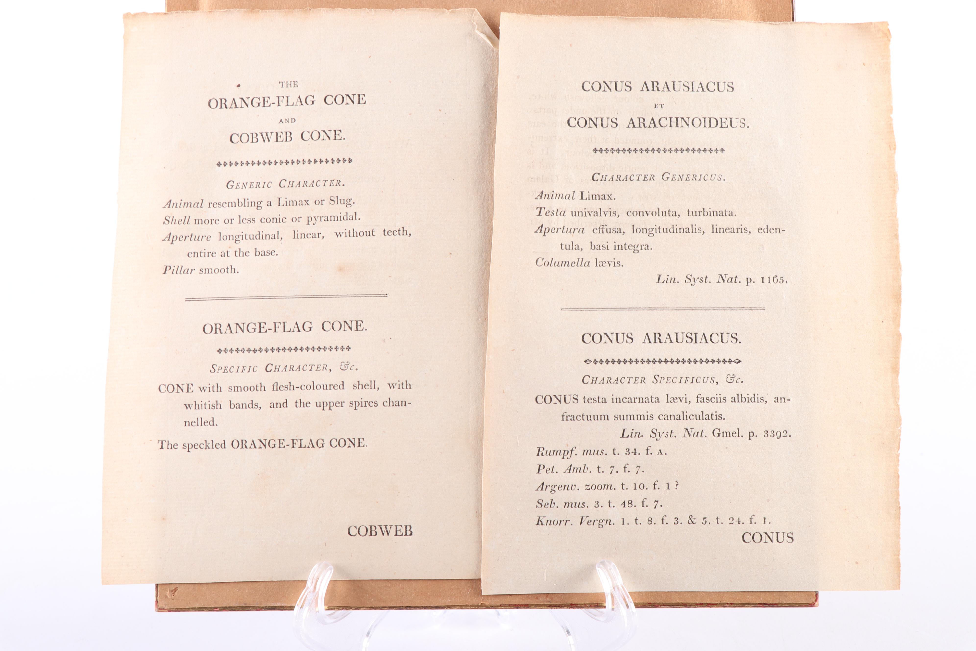 Marine Engravings From "The Naturalist's Miscellany"