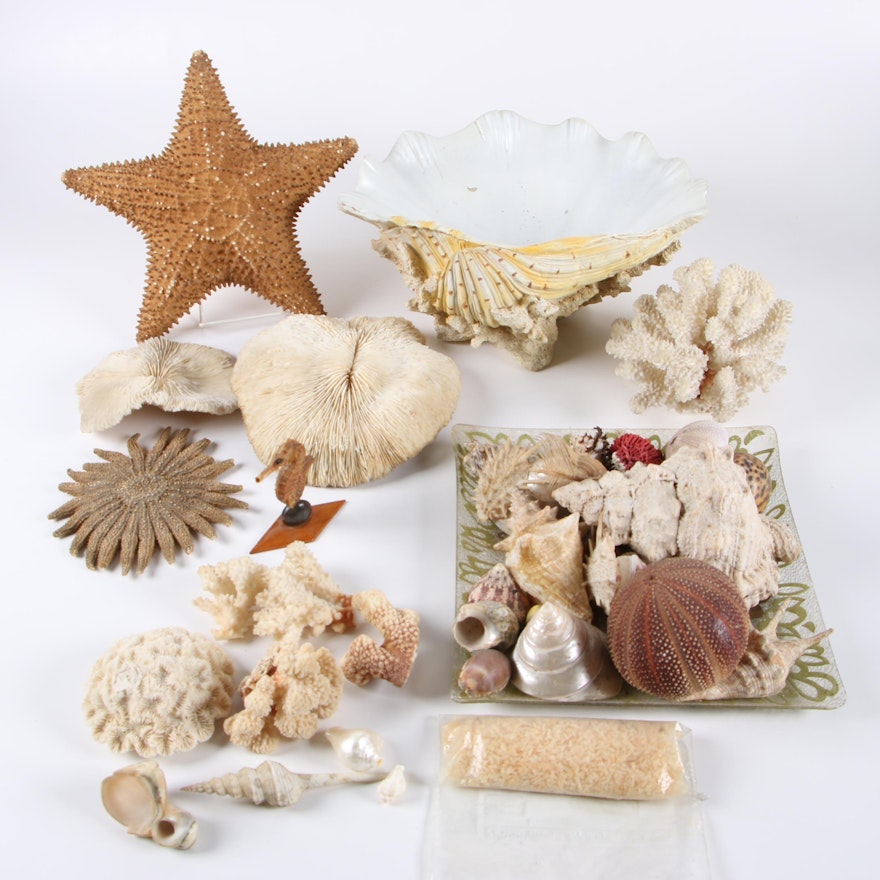 Seashells, Dried Coral, Starfish, and Resin Centerpiece