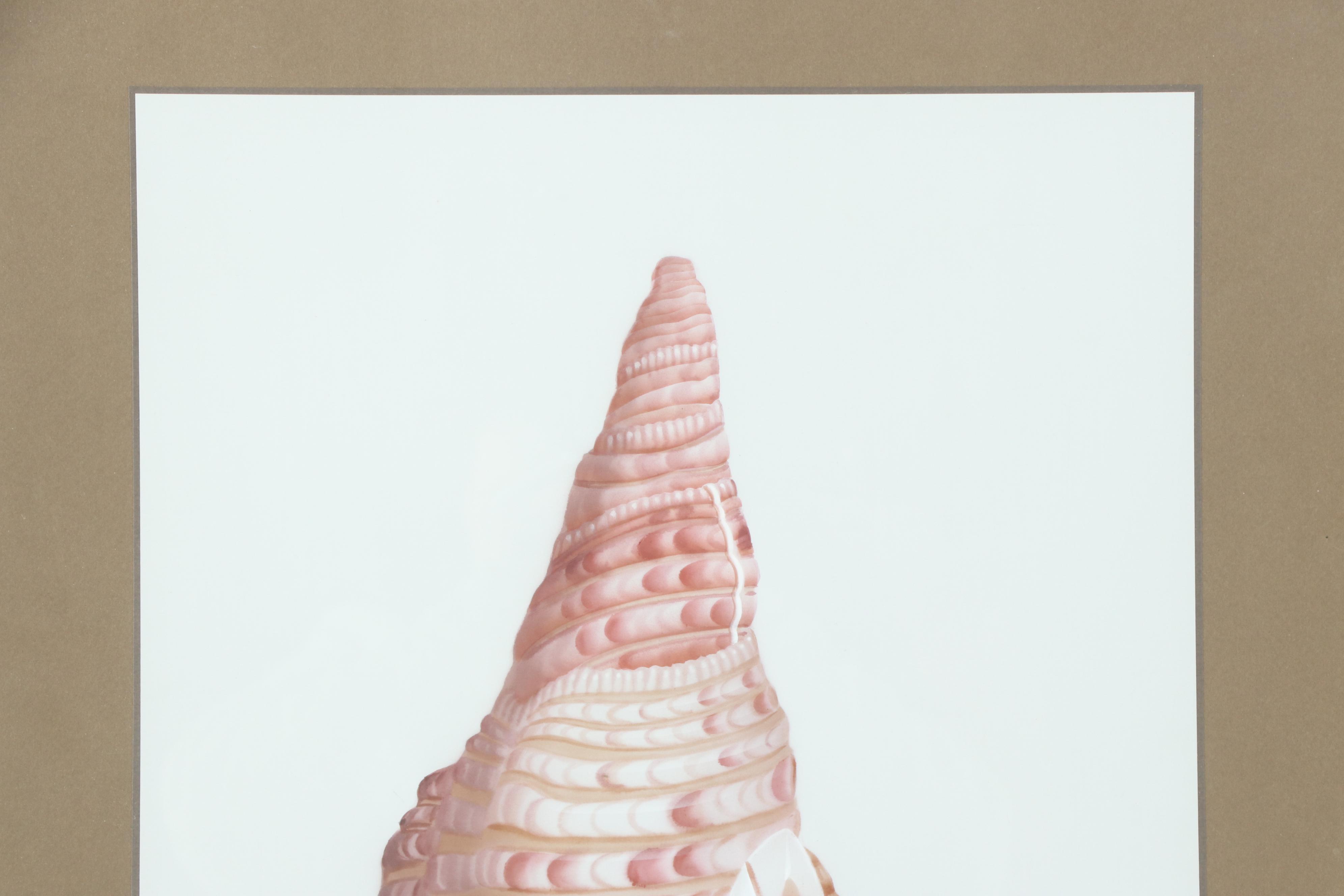 H. Sahina Seashell Acrylic Paintings on Silk