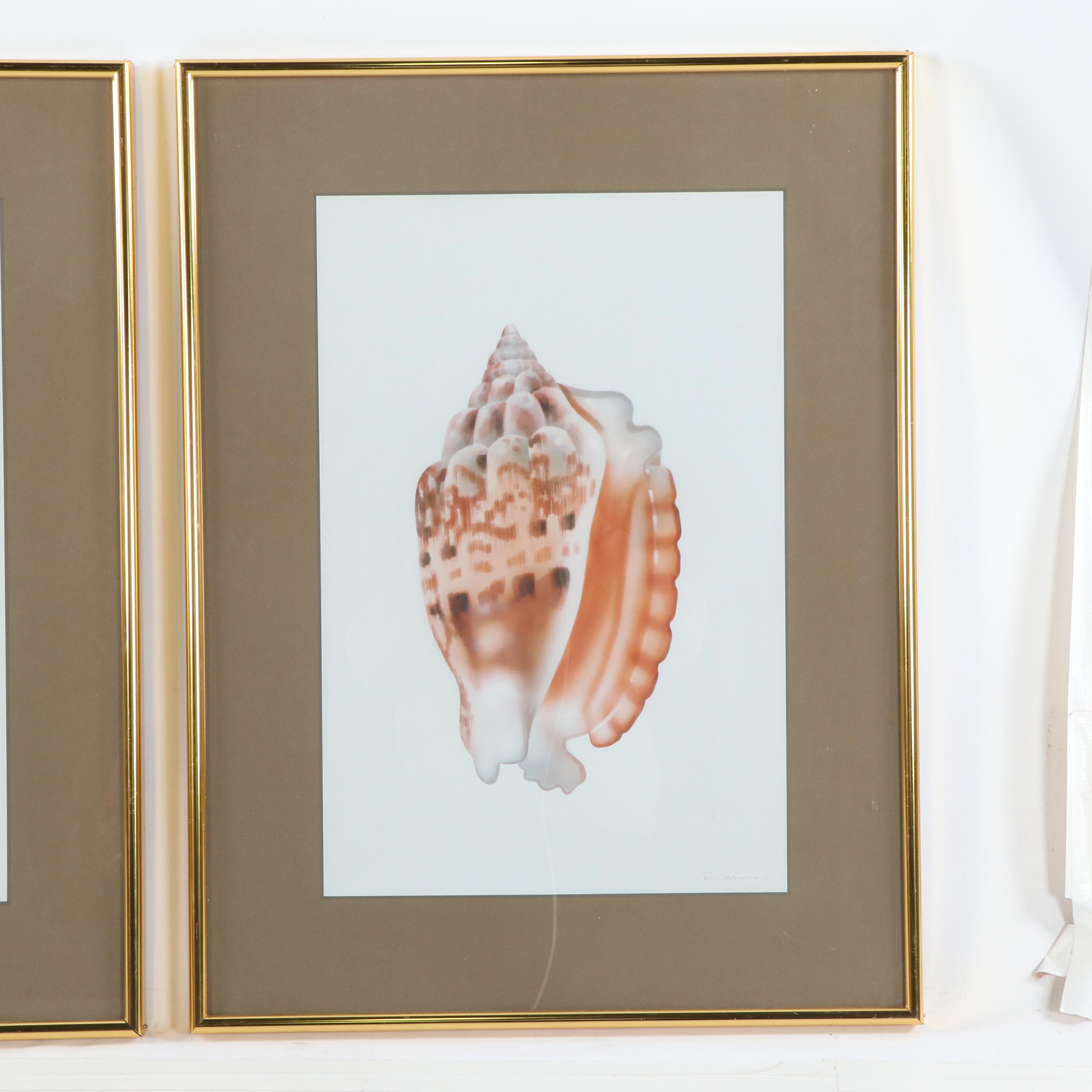 H. Sahina Seashell Acrylic Paintings on Silk