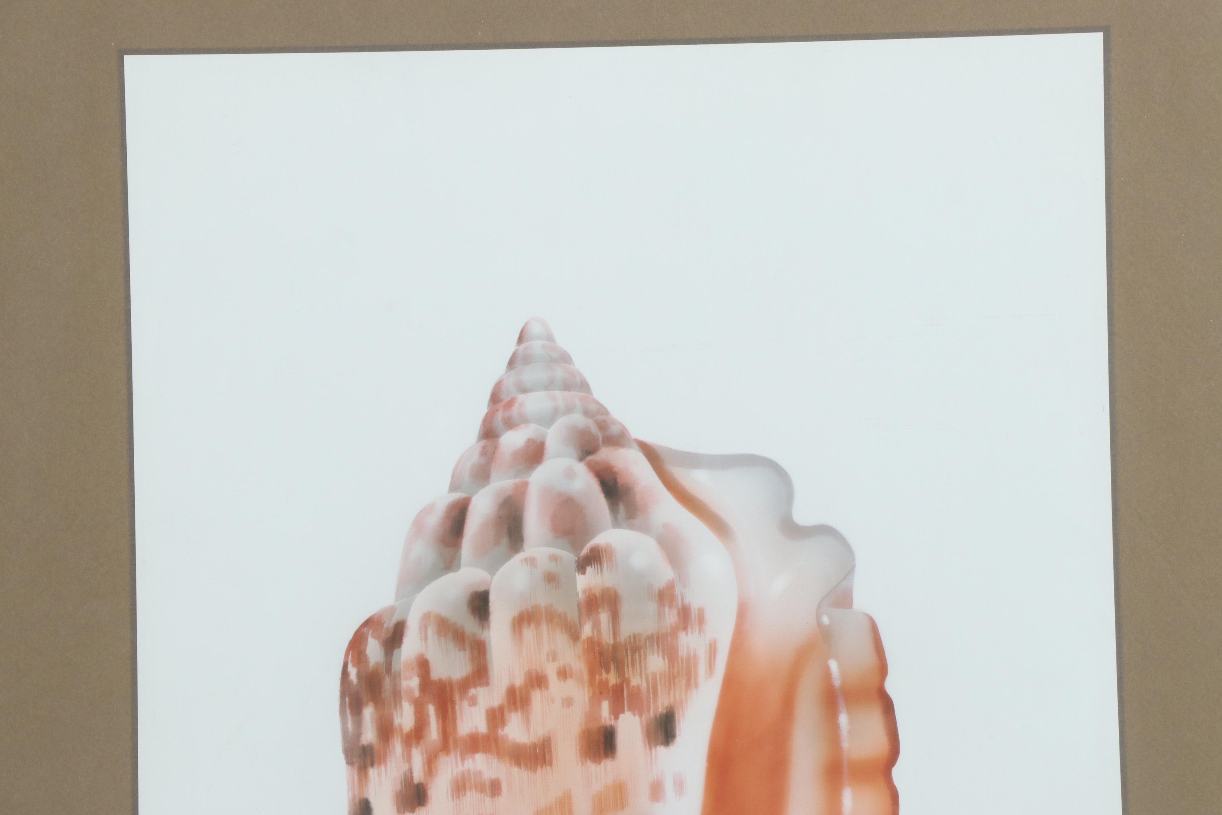 H. Sahina Seashell Acrylic Paintings on Silk