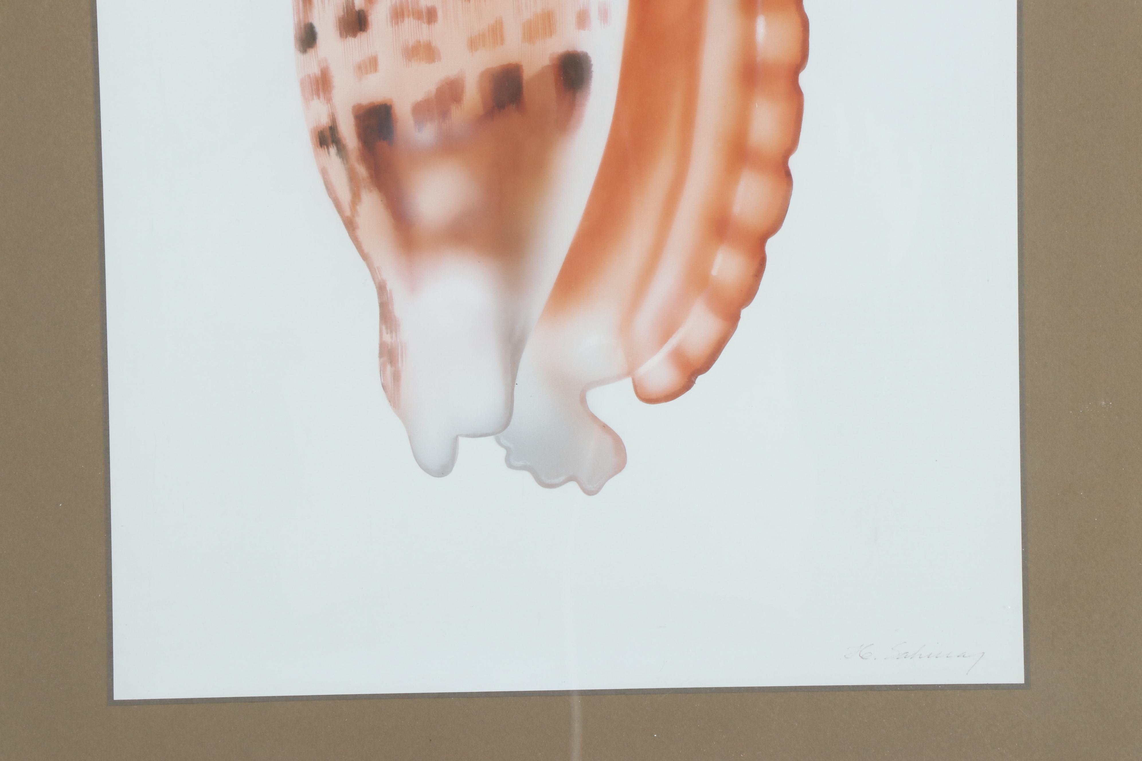 H. Sahina Seashell Acrylic Paintings on Silk