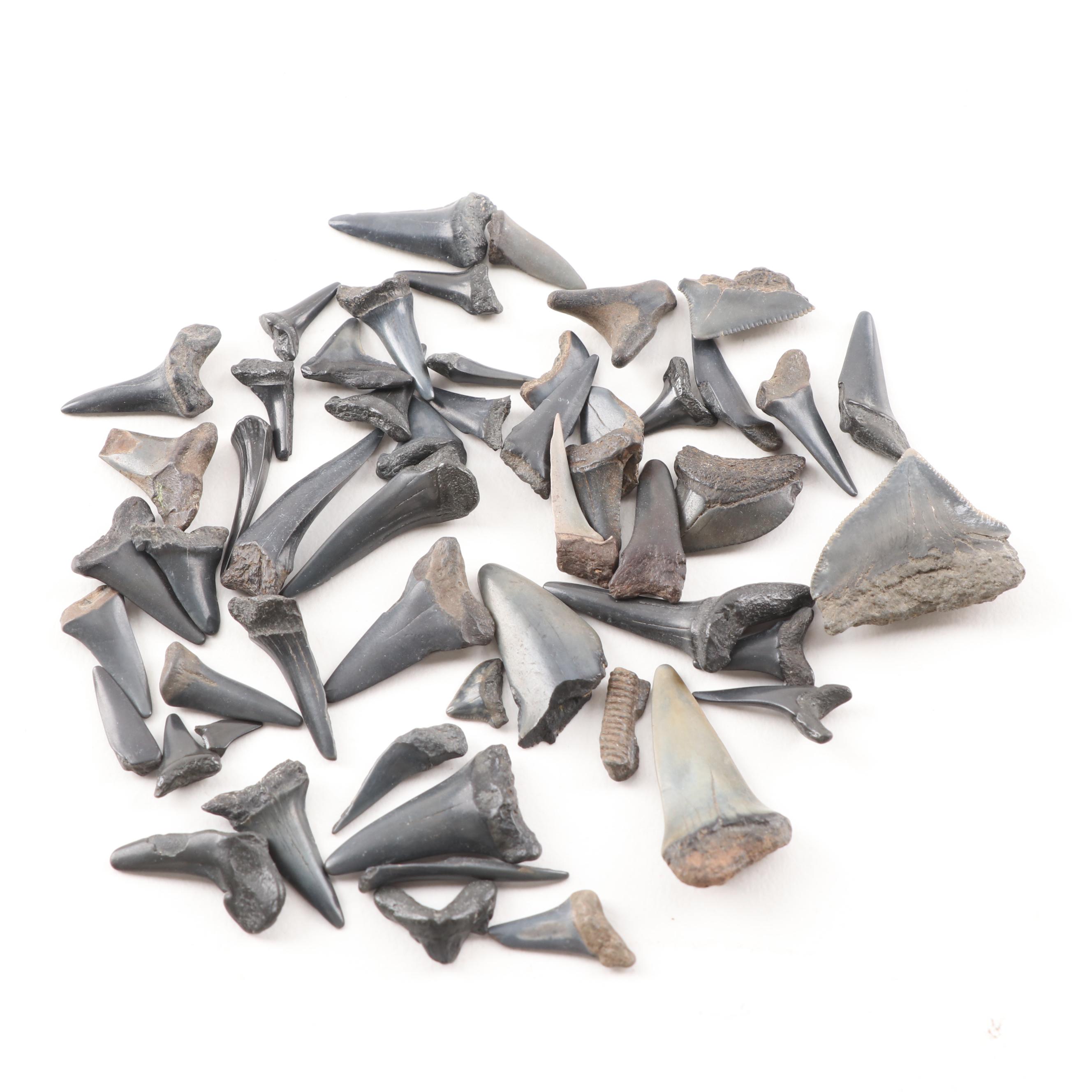 Fossil Shark Teeth
